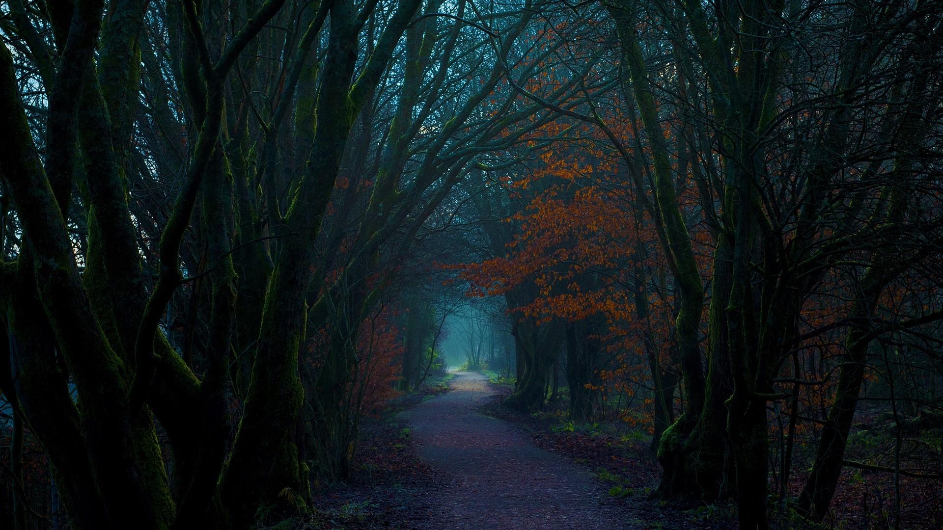 1920x1080 Dark Autumn Forest Path HD Wallpaper, Desktop