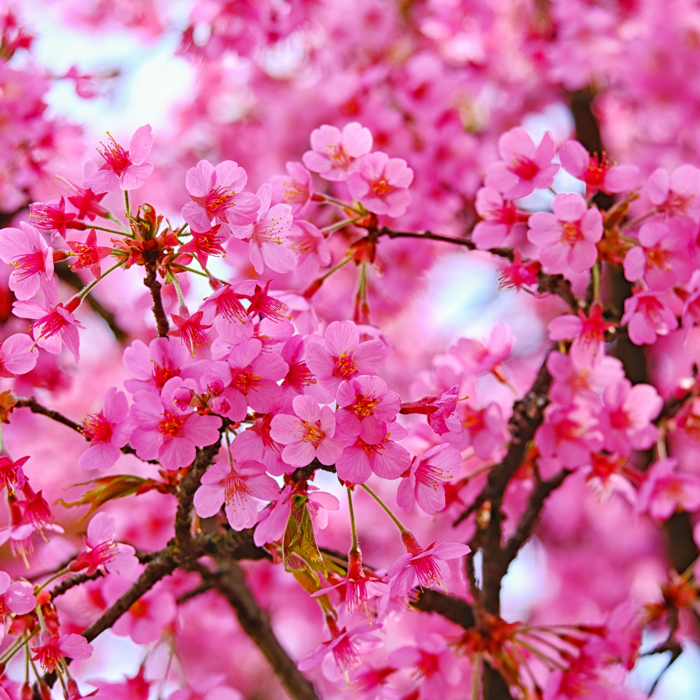 2250x2250 Download wallpaper  cherry blossom, pink flowers, nature, ipad air, ipad air ipad ipad ipad mini ipad mini  HD background, 21574, Phone