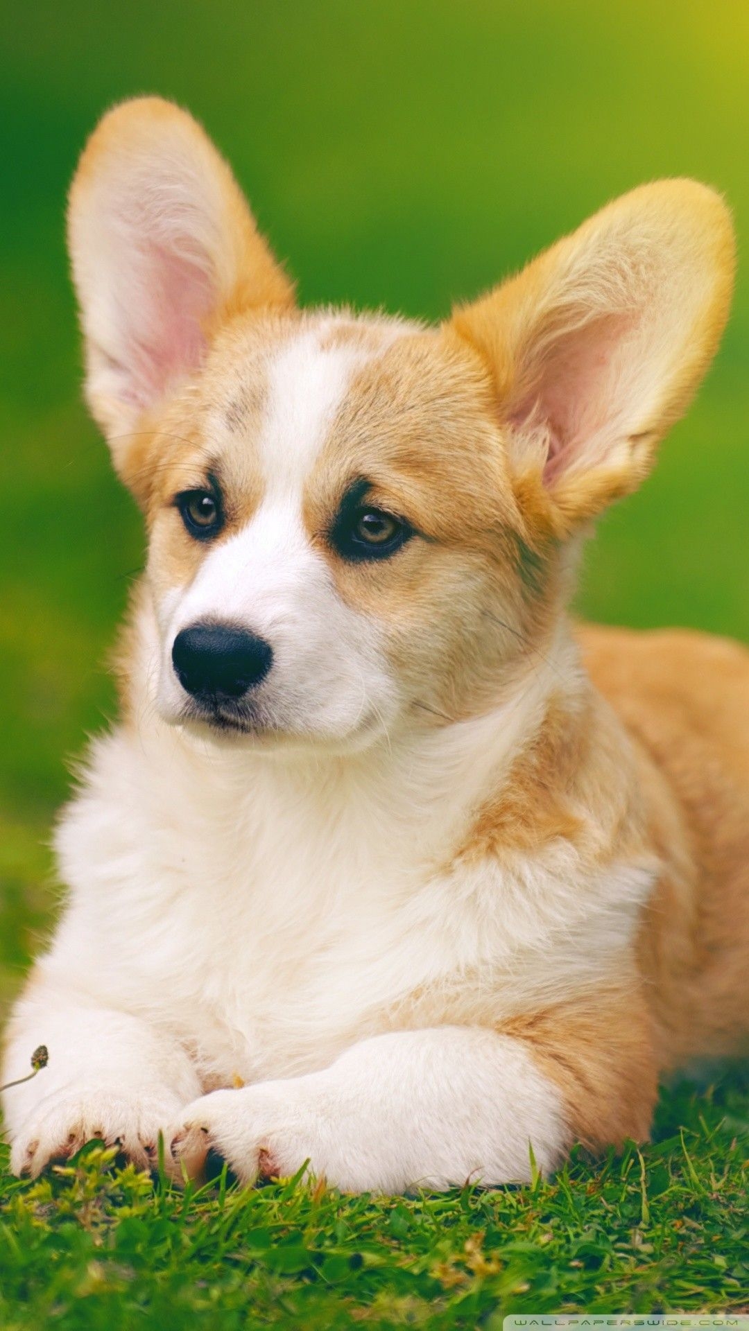 1080x1920 Pembroke Welsh Corgi Wallpaper. Pembroke Cambridge Wallpaper, Pembroke Welsh Corgi Wallpaper and Pembroke Corgi Wallpaper, Phone