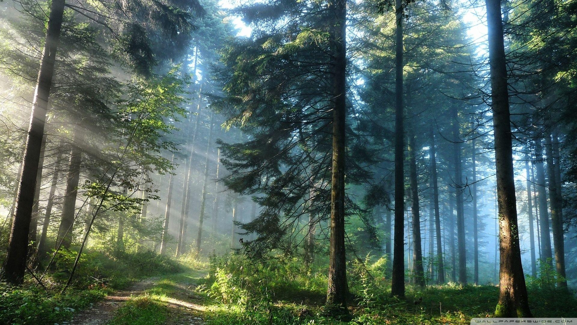 1920x1080 Forest Wallpaper, Desktop