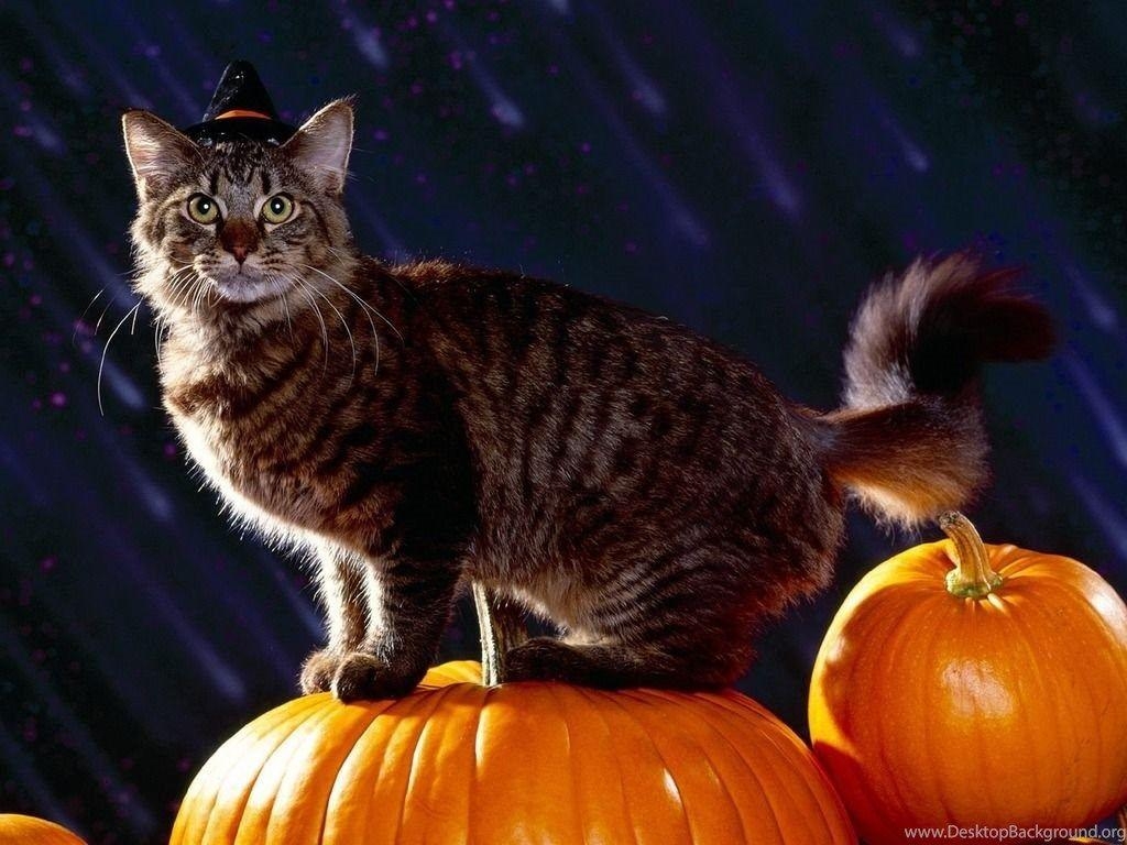 1030x770 Halloween Cat Wallpaper Desktop Background, Desktop