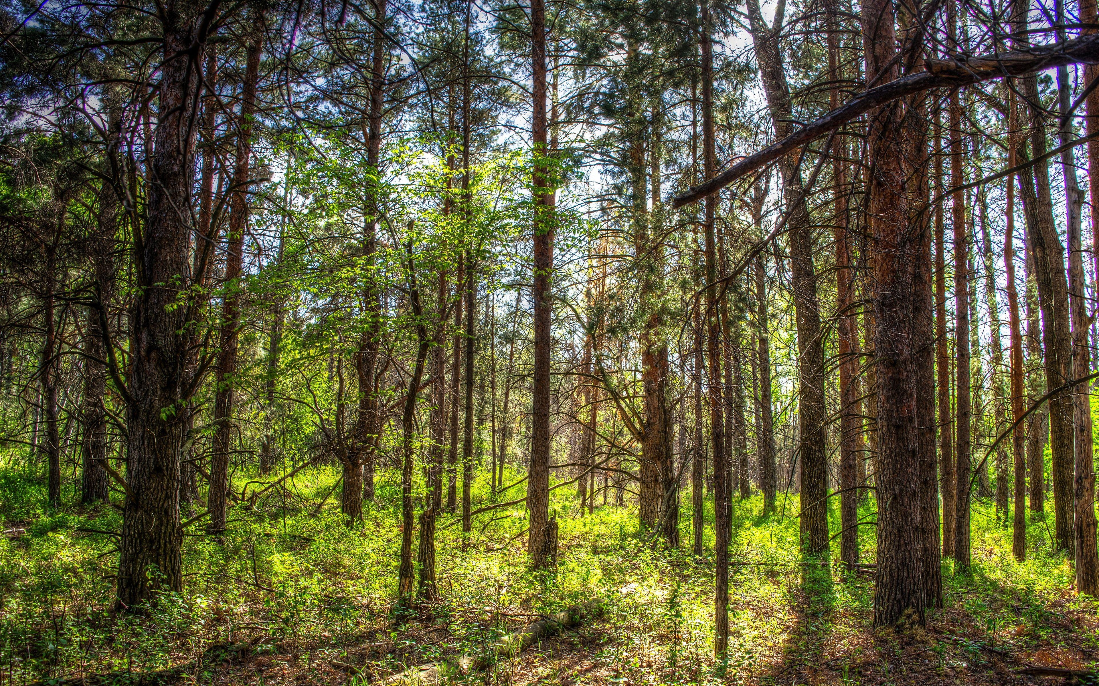 3840x2400 image USA North Dakota Nature Spring Forests Trunk tree, Desktop