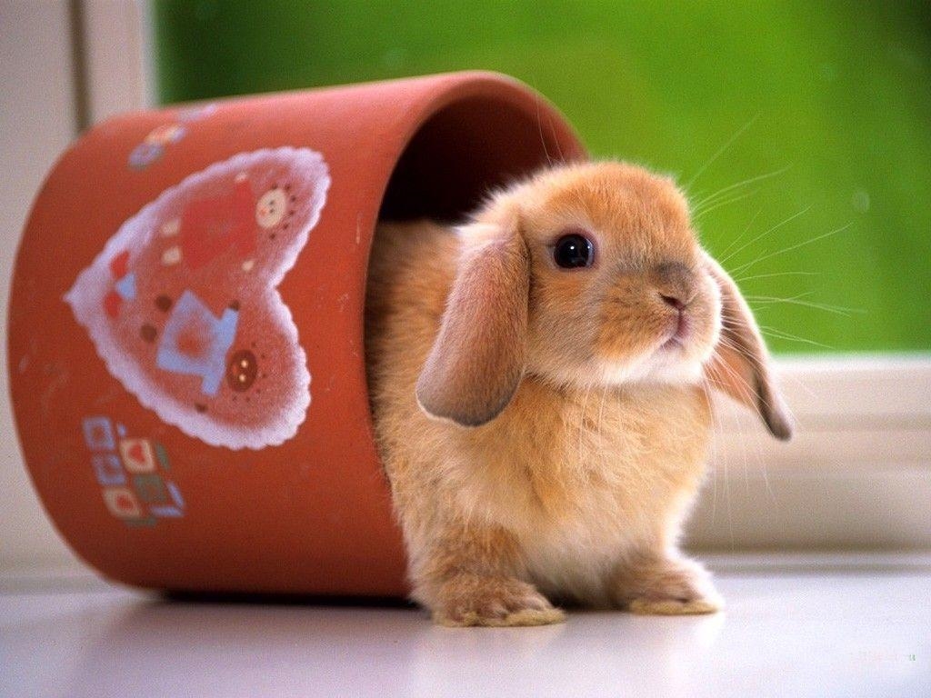 1030x770 Wallpaper For > Cute Bunny Background, Desktop