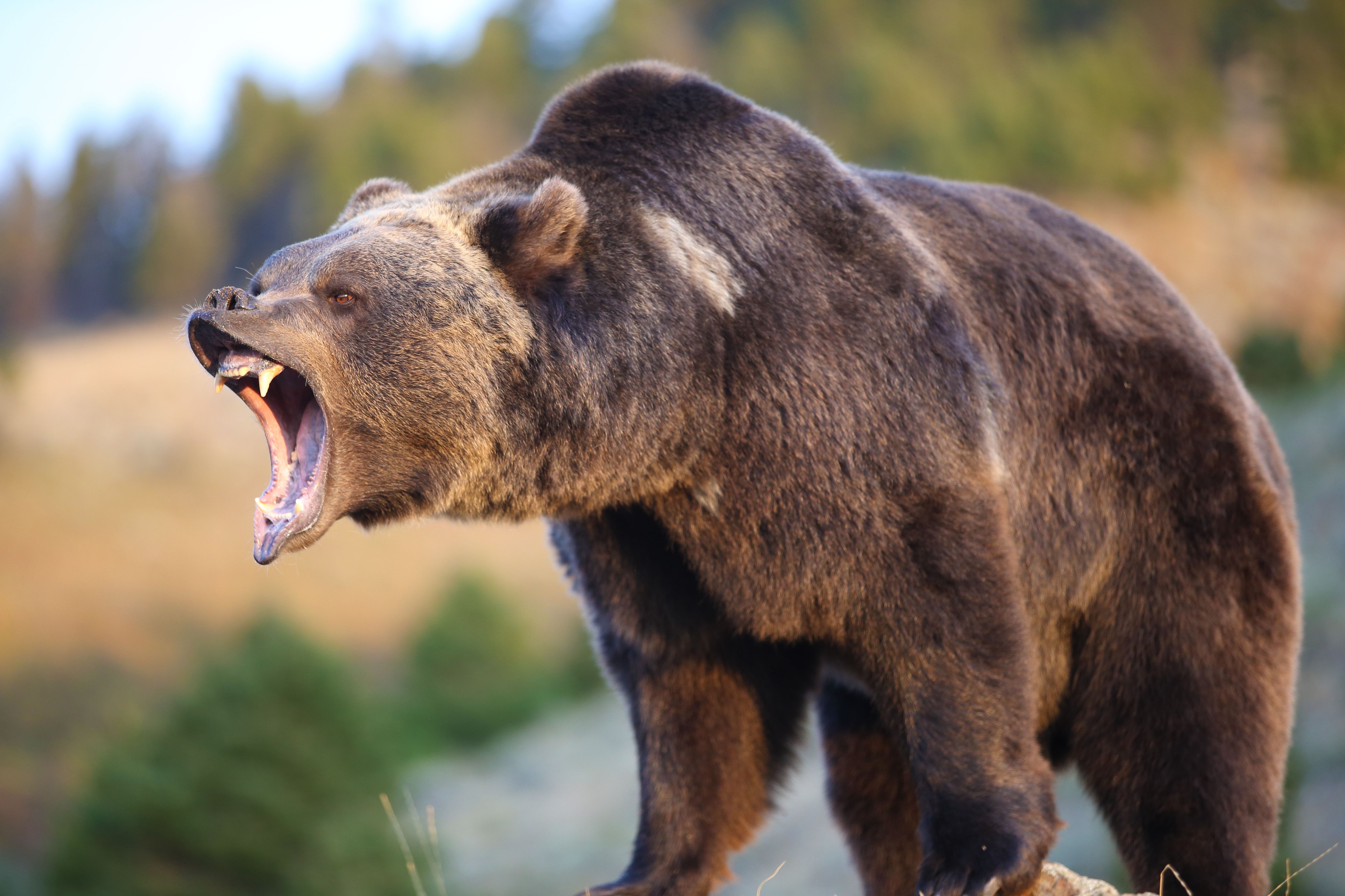 5190x3460 Grizzly Bear Attack, Desktop