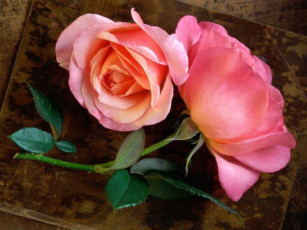 1030x770 Pink Roses, Desktop