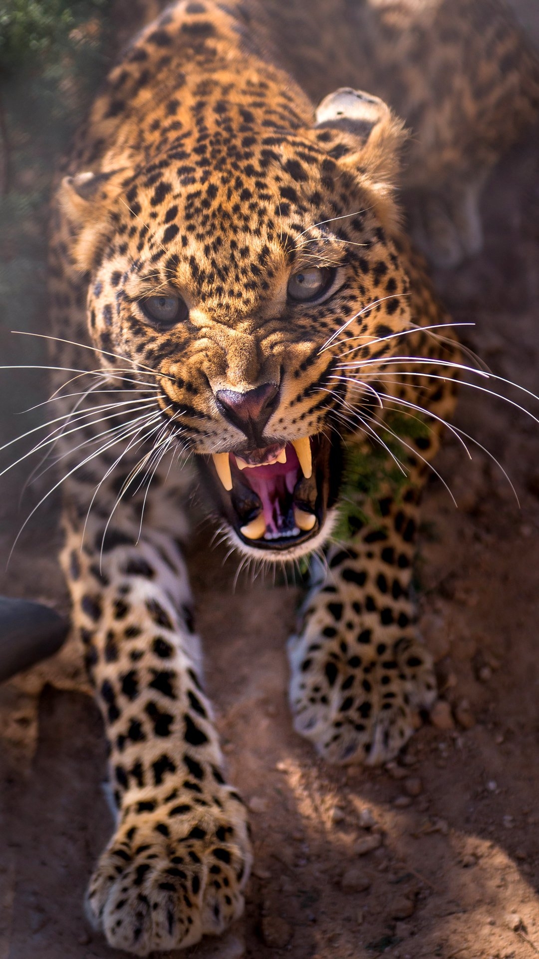 1080x1920 Angry Leopard iPhone 6S Plus Wallpaper​-Quality Free Image and Transparent PNG Clipart, Phone