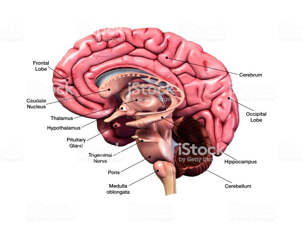 1030x770 Sagittal Section Of Human Brain With Labeled Parts, Desktop