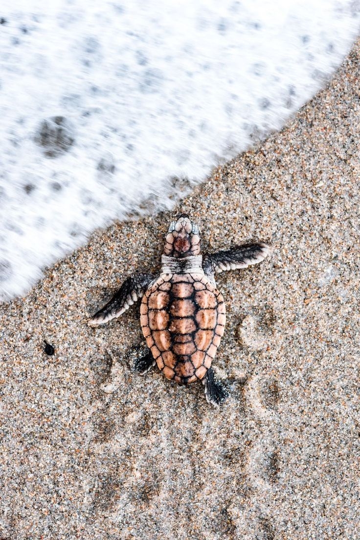 740x1110 Turtle Photography iPhone Wallpaper Free Turtle Photography iPhone Background, Phone