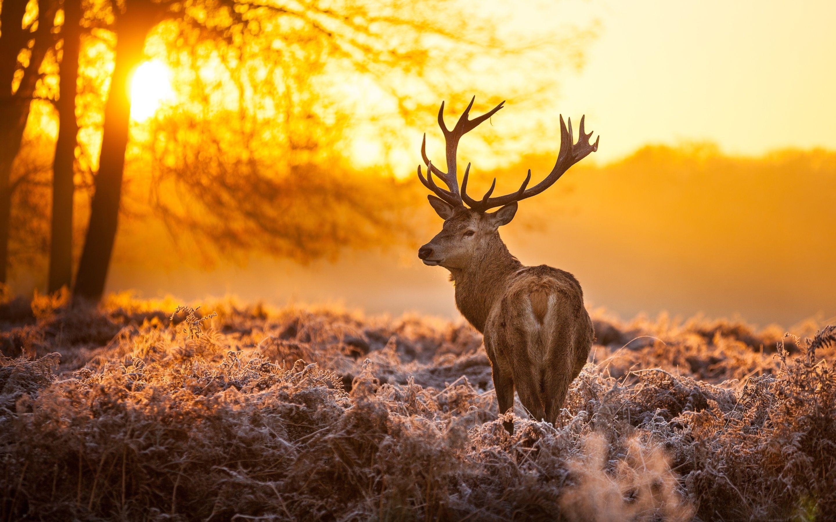 2880x1800 Free Deer Background, Desktop