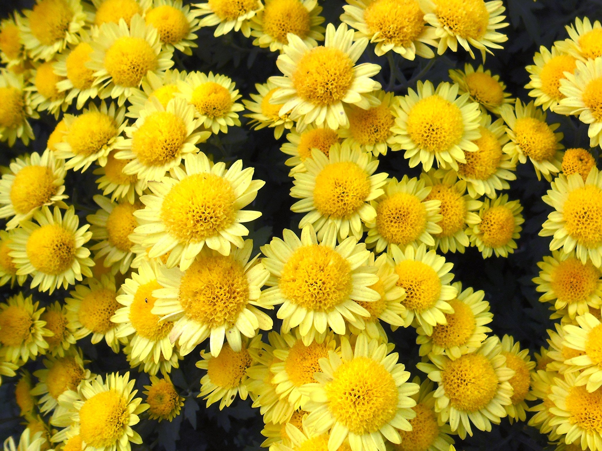 2050x1540 Wallpaper Yellow Mums Flowers Closeup, Desktop