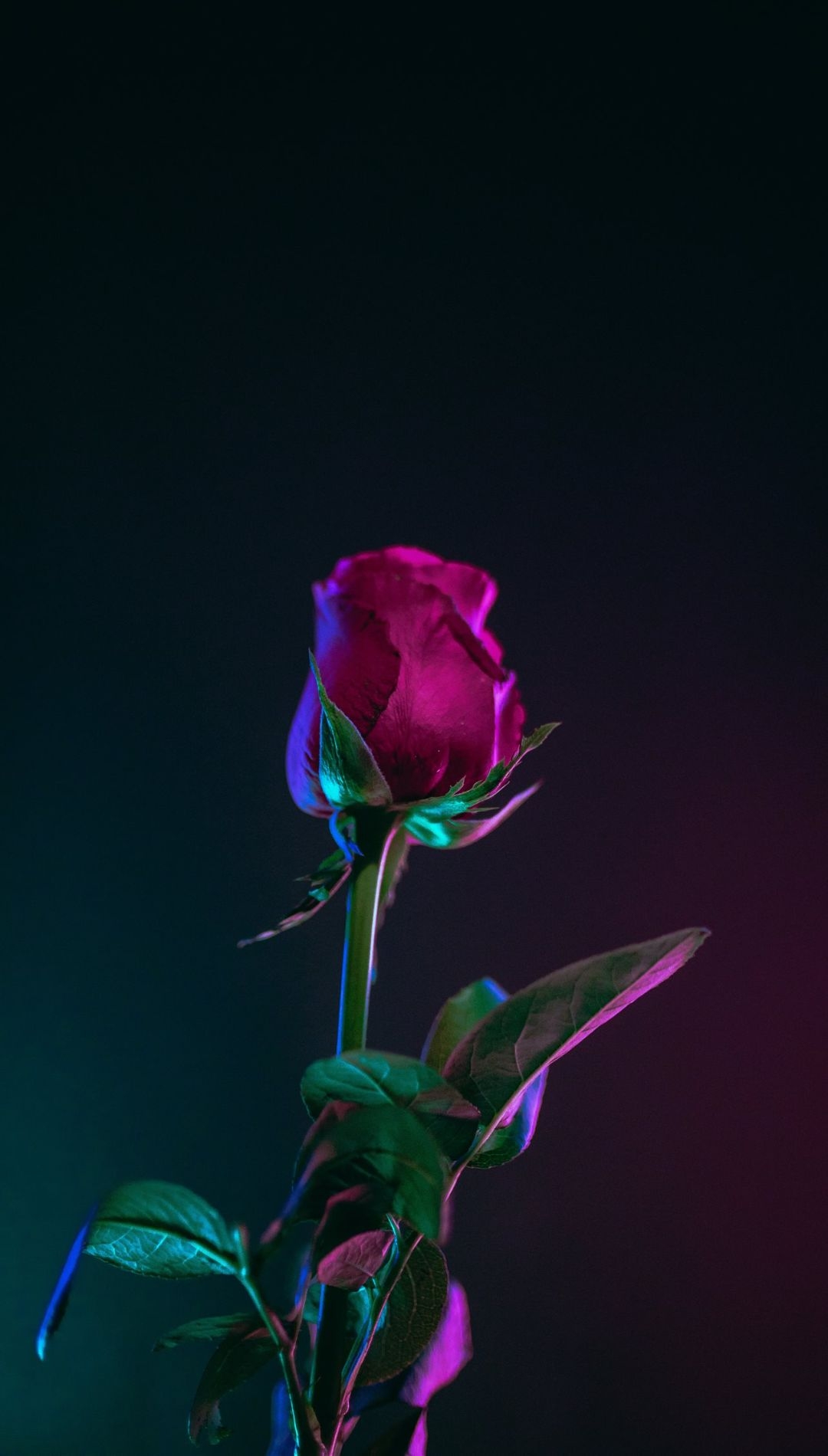 1080x1900 Red Rose Flower iPhone Wallpaper HQ, Phone