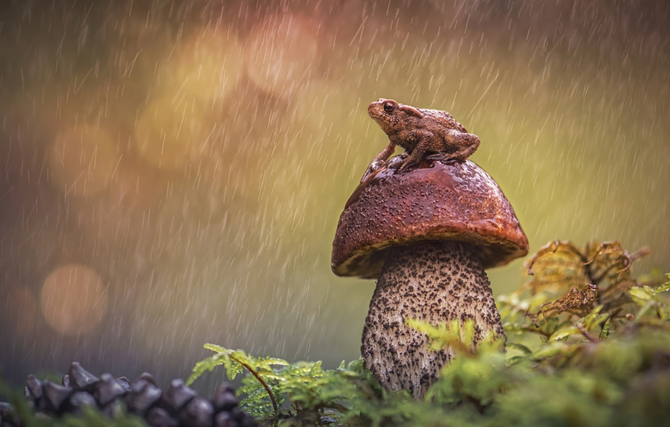 1340x850 Wallpaper rain, mushroom, frog, Borovik image for desktop, section животные, Desktop