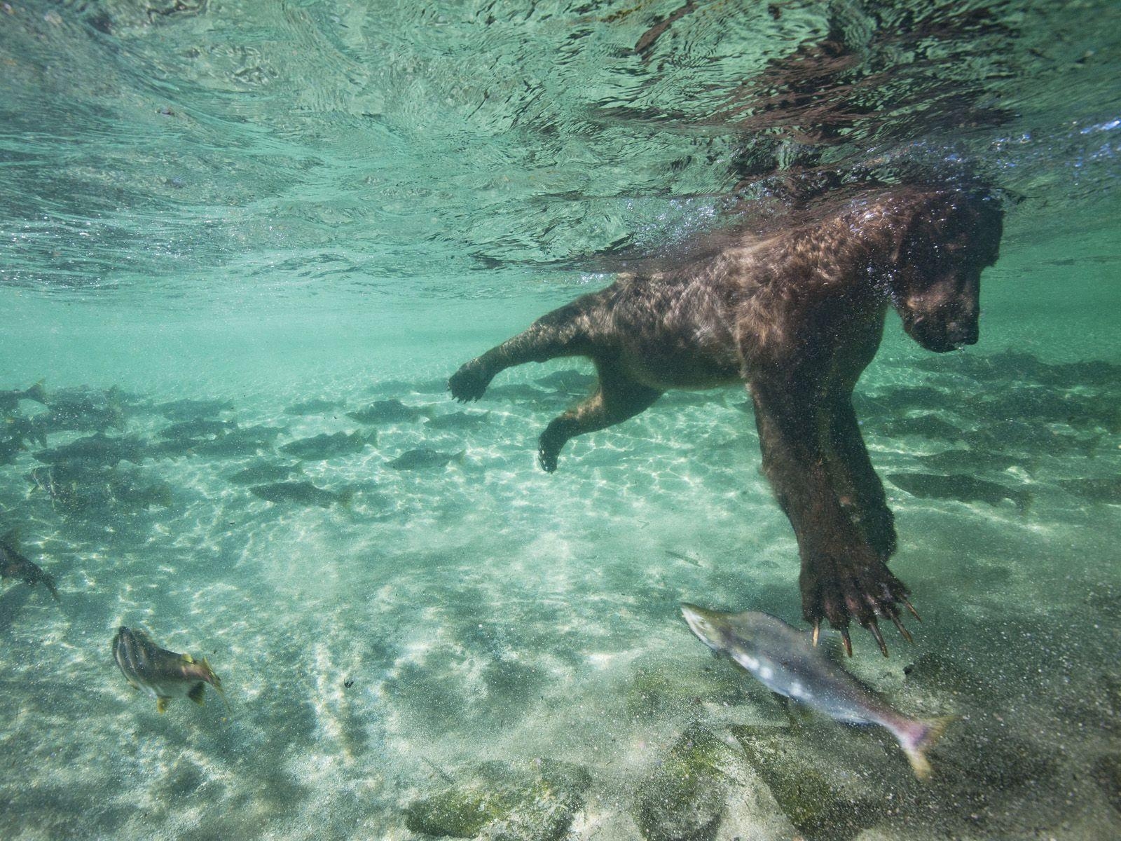 1600x1200 A Salmon's Eye View Of A Swimming Bear In Katmai National Park, Desktop