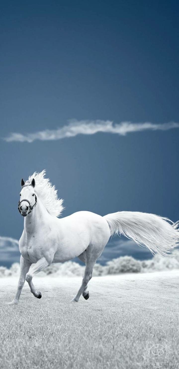 720x1480 4k Ultra HD Horse wallpaper, Phone