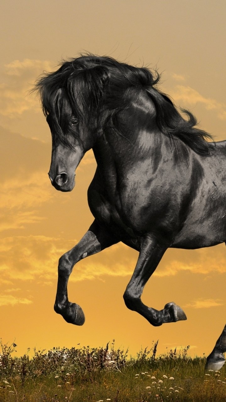 720x1280 Download Animal Horse Phone Wallpaper, Phone