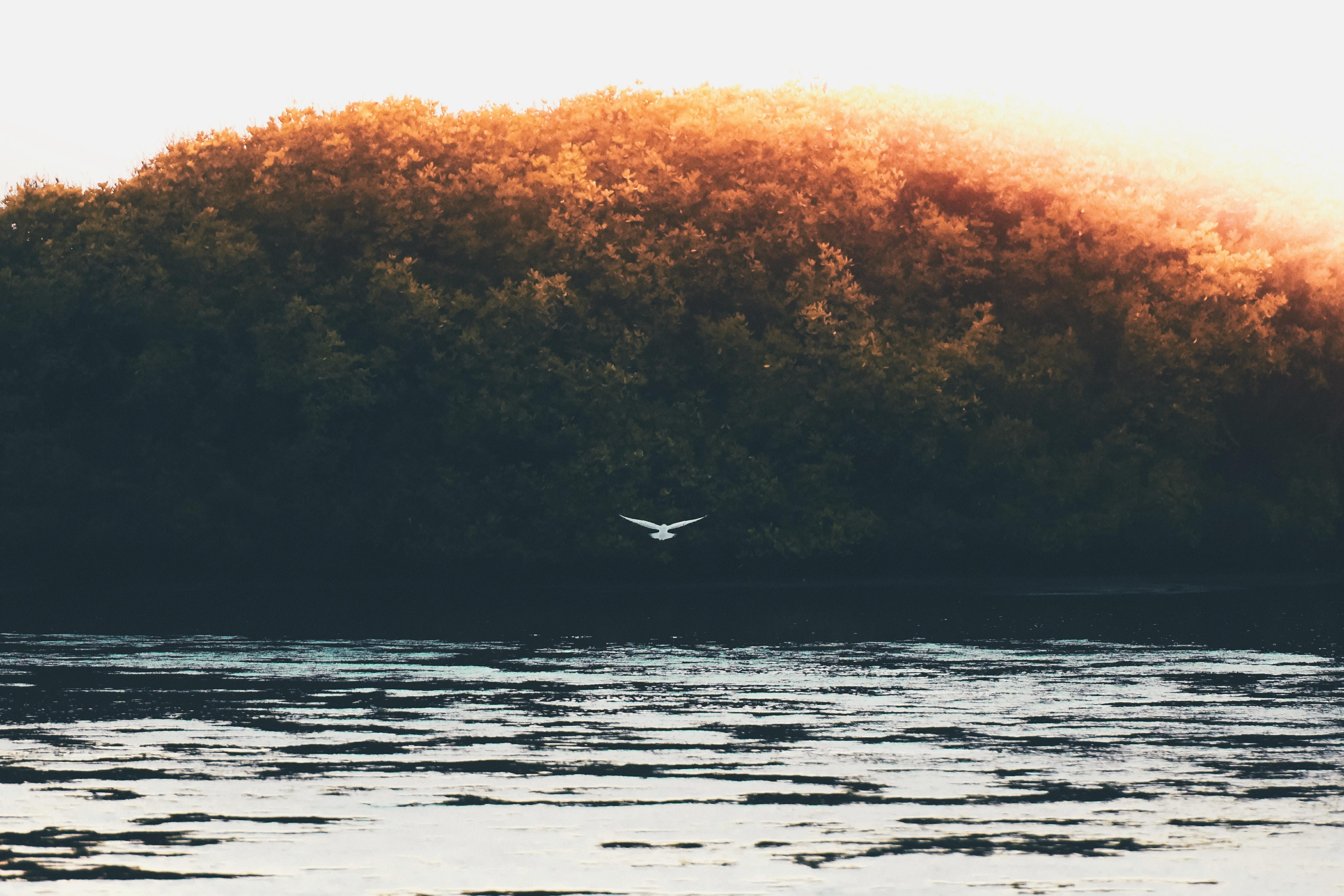 4690x3130  #ripple, #landscape, #trees, #paradise, k, #vsco, Desktop