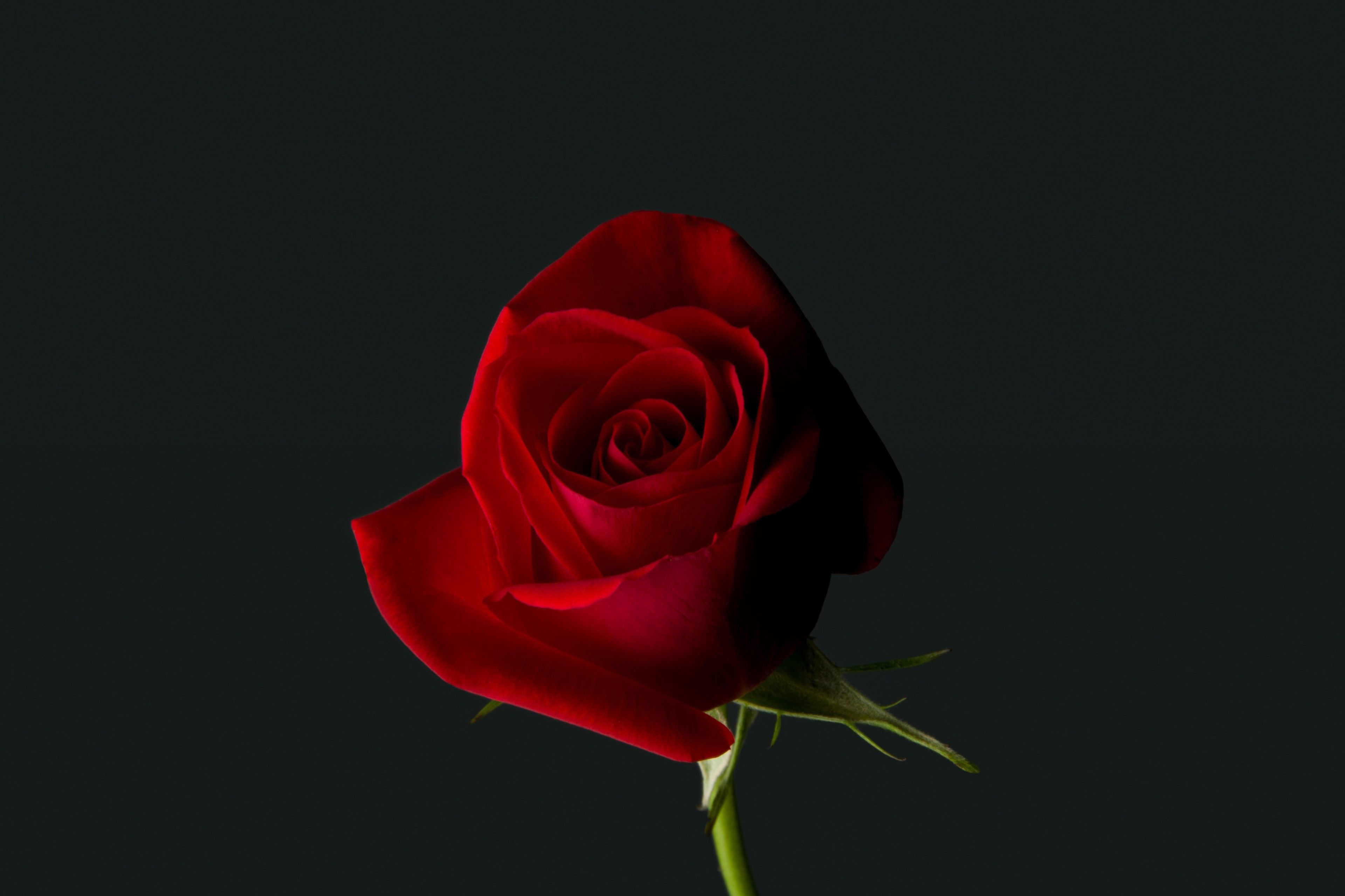 3840x2560 Red Rose 4K Wallpaper Free Red Rose 4K Background, Desktop