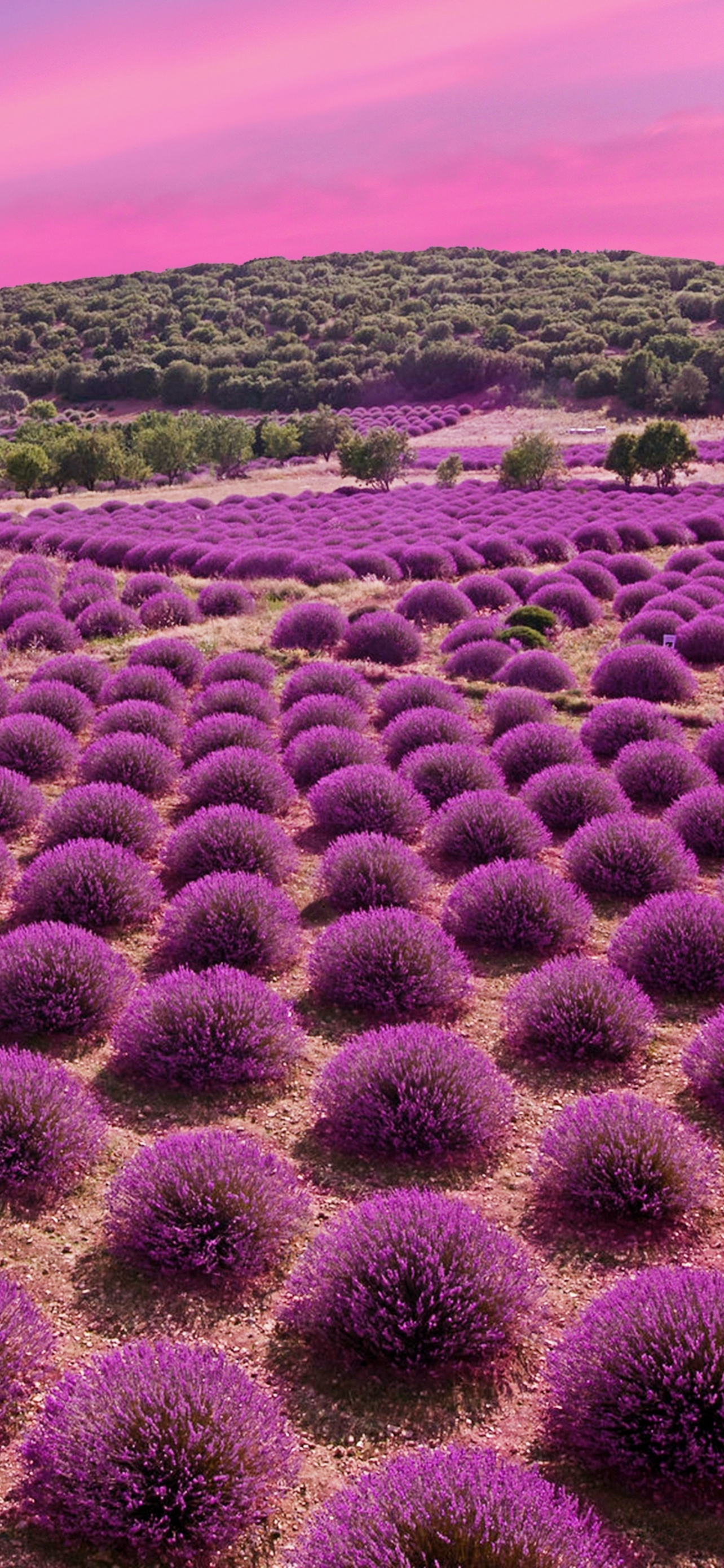 1290x2780 Lavender fields Wallpaper 4K, Landscape, Pink sky, Nature, Phone