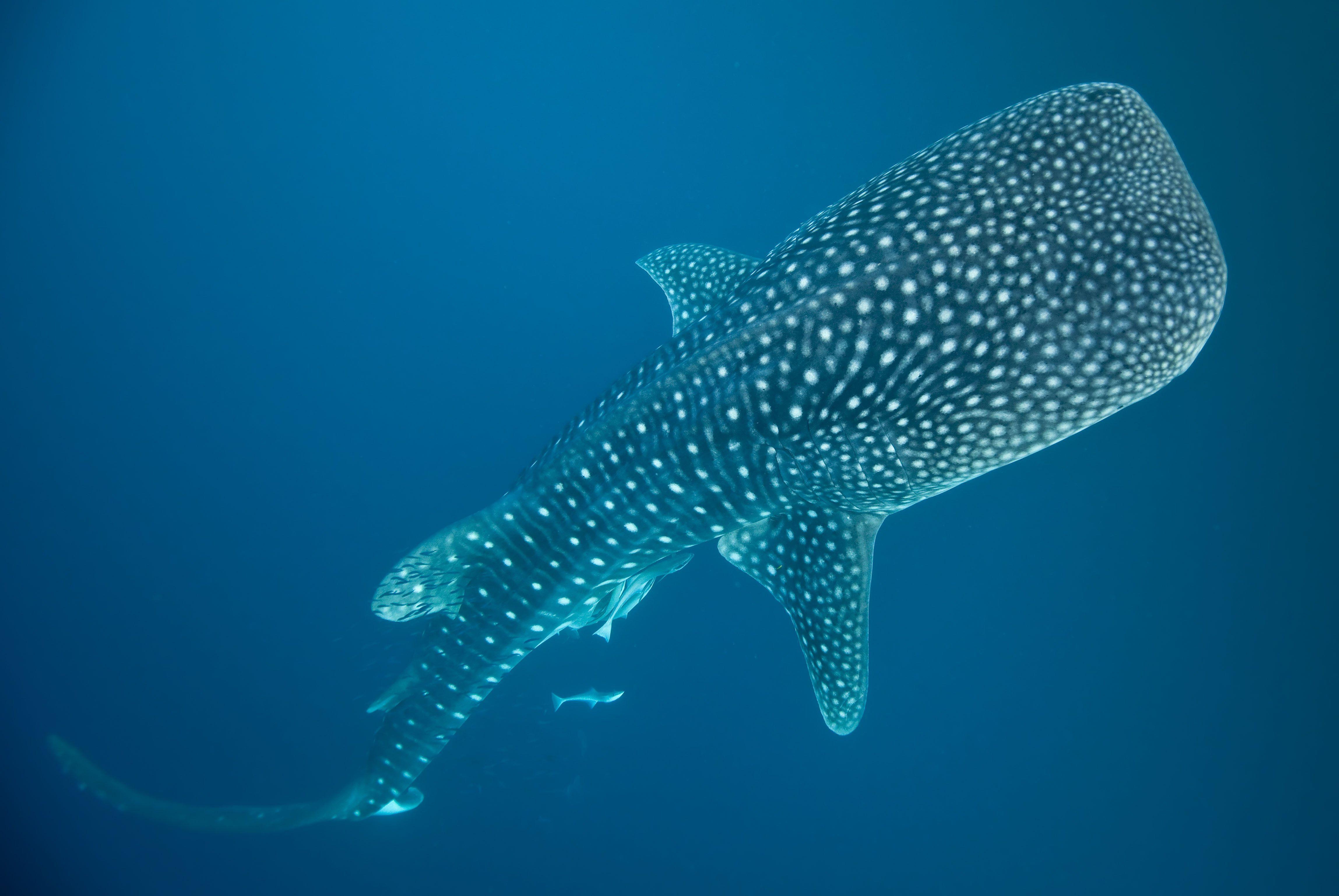 4600x3080 Whale shark underwater ocean sea wallpaperx3076, Desktop