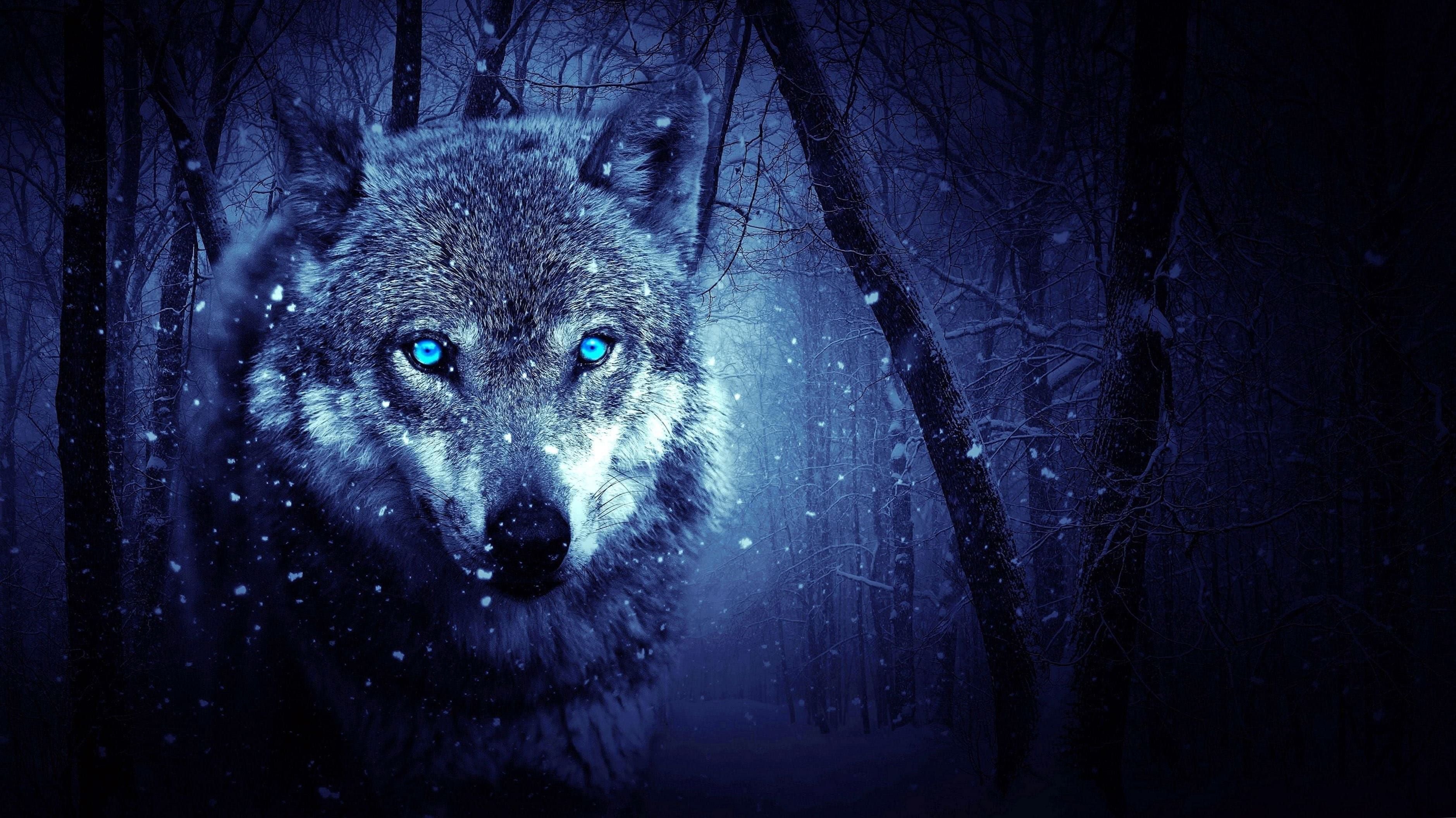 3760x2120 Blue Wolves Wallpaper, Desktop