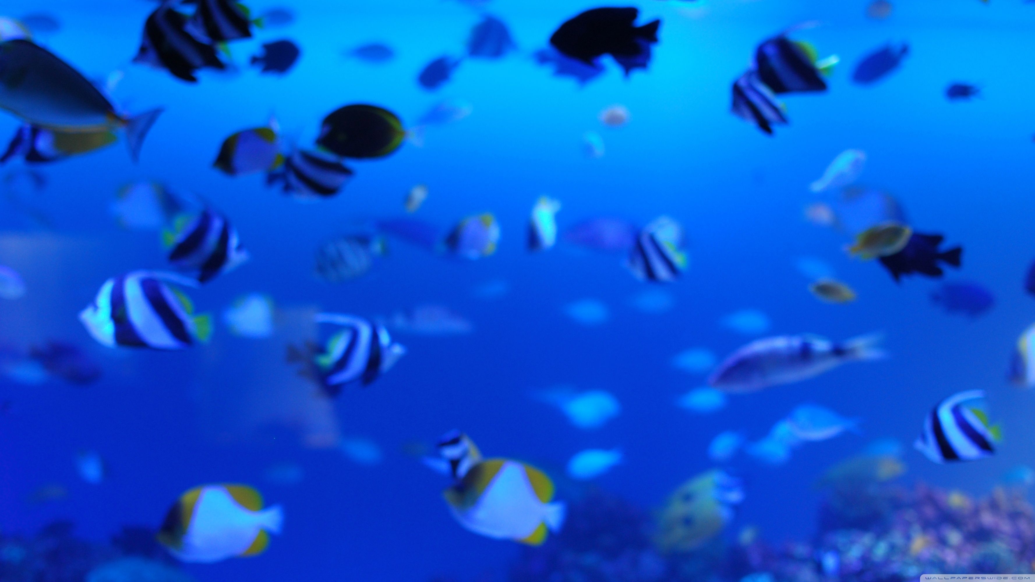 3560x2000 Marine Life Ultra HD Desktop Background Wallpaper for 4K UHD TV, Multi Display, Dual Monitor, Tablet, Desktop