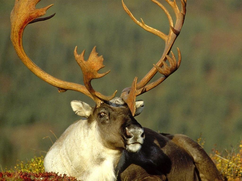 1030x770 Alaska reindeer wallpaper wallpaper download, Desktop