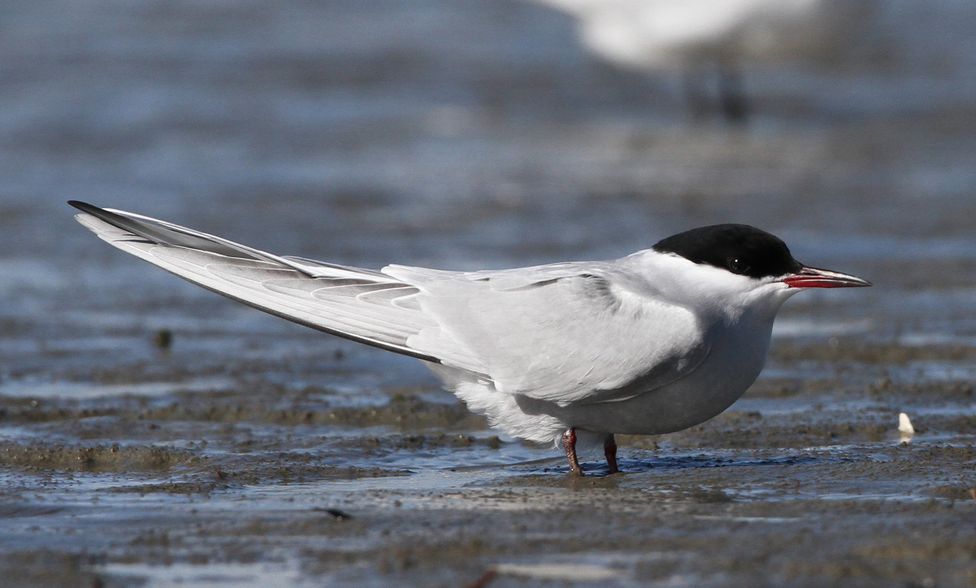 2000x1210 Arctic tern. New Zealand Birds Online, Desktop