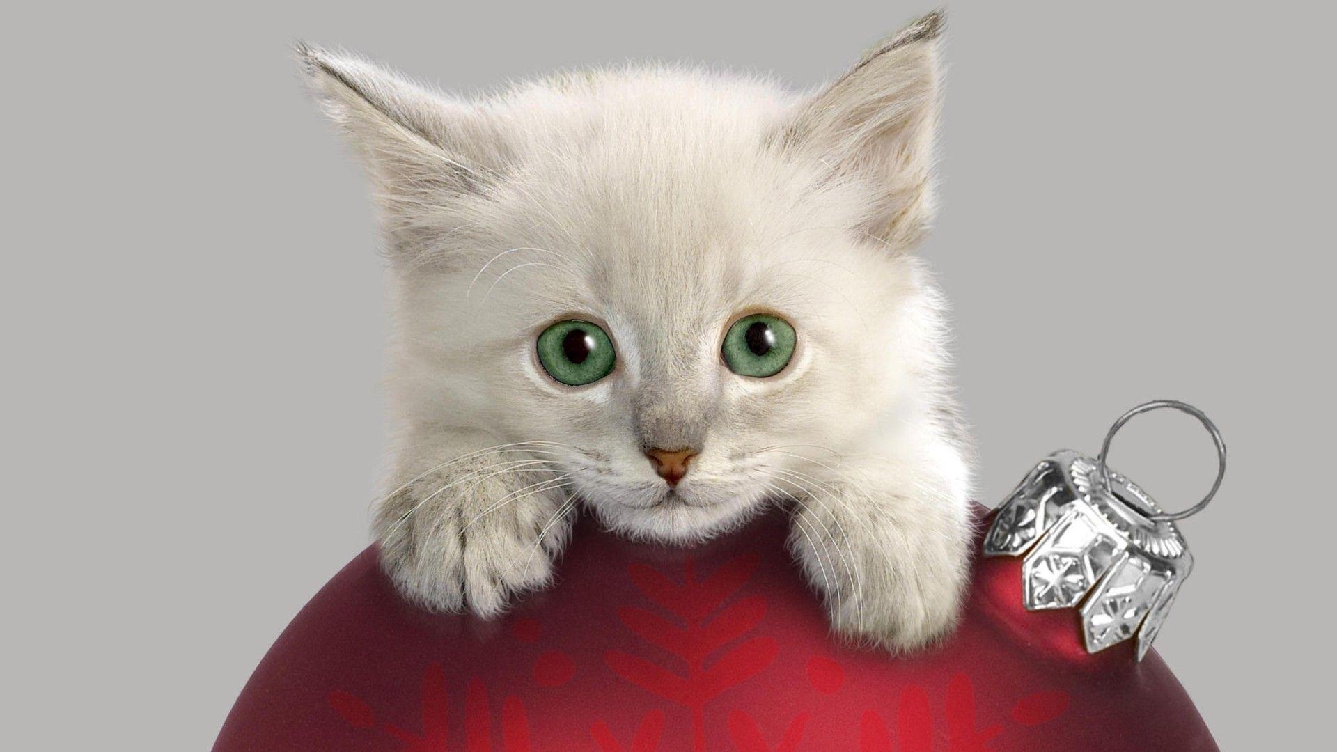 1920x1080 Christmas Kitten Widescreen Wallpaper HD, Wallpaper13.com, Desktop