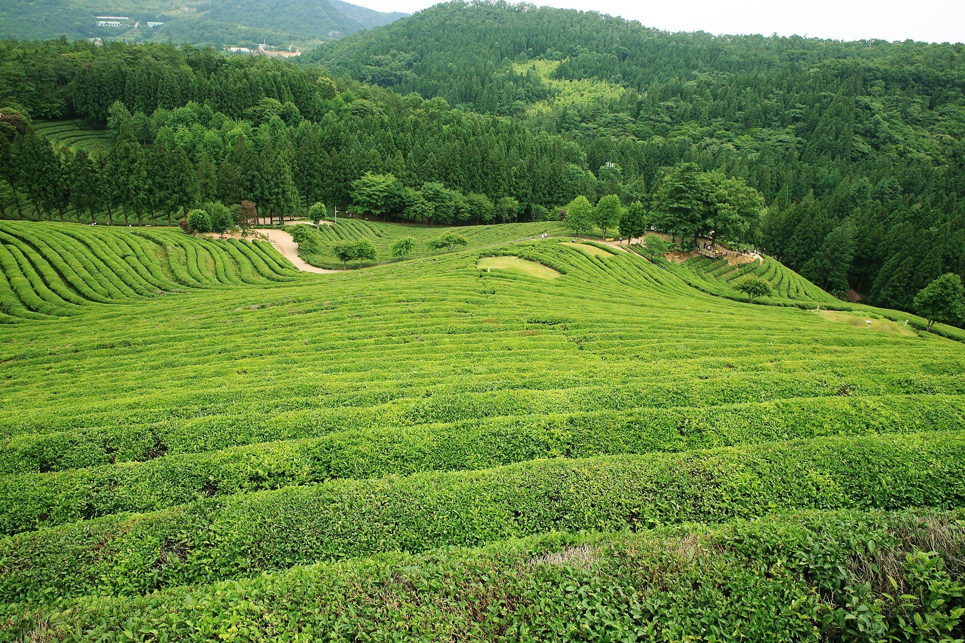 1920x1280 Daehan dawon(tea garden), Bosung, Desktop