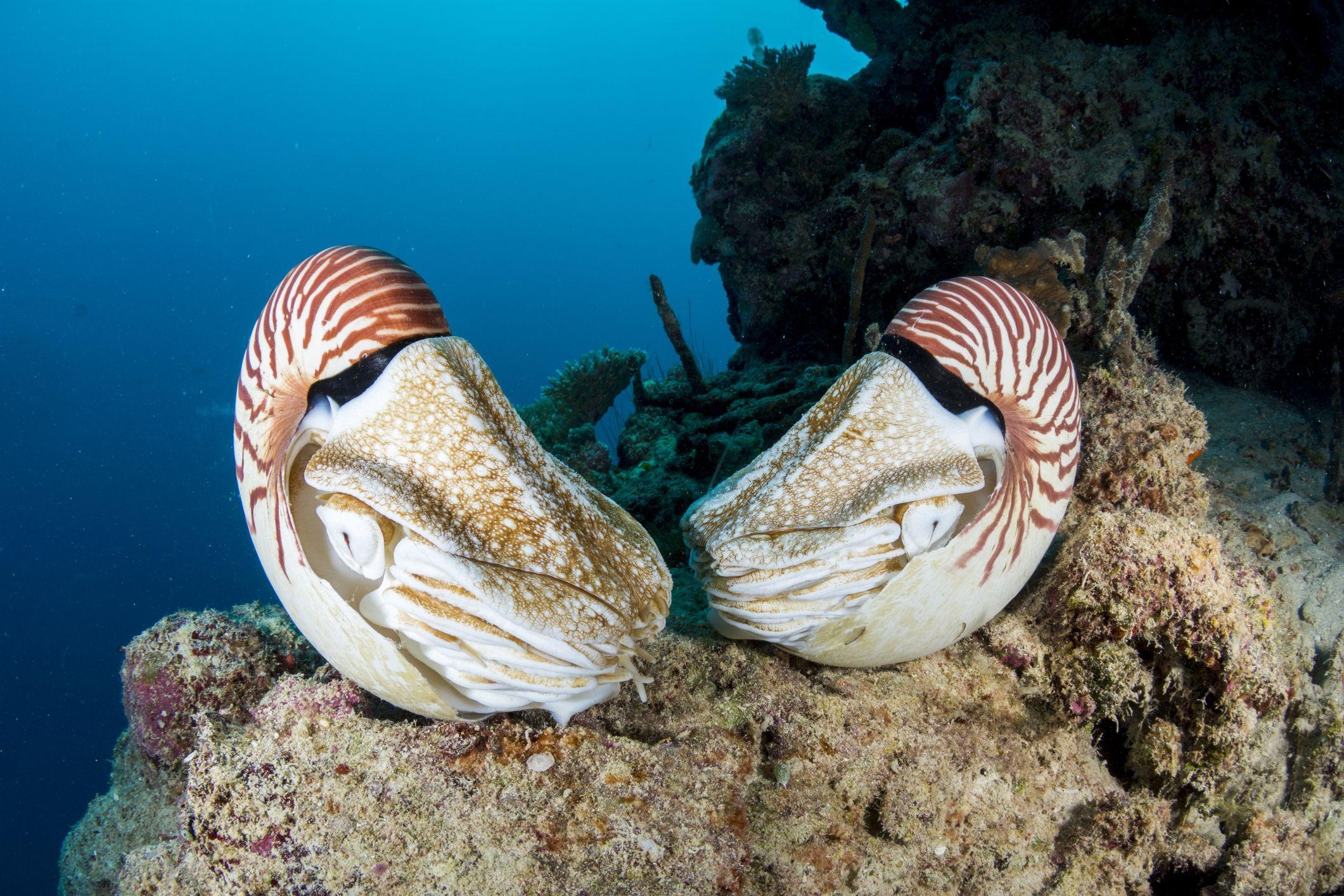 2130x1420 Nautilus Facts: Habitat, Behavior, Diet, Desktop