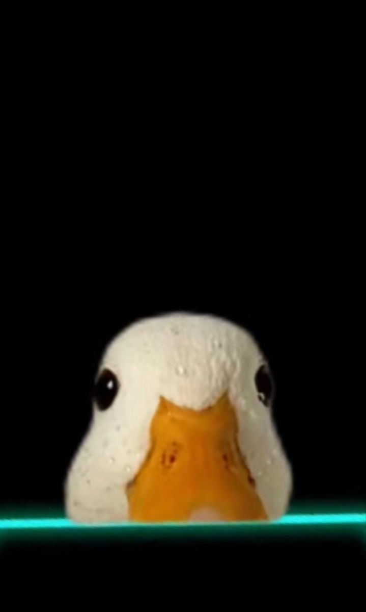 720x1200 Duck pfp. Luv a duck, Duck, Ducky, Phone