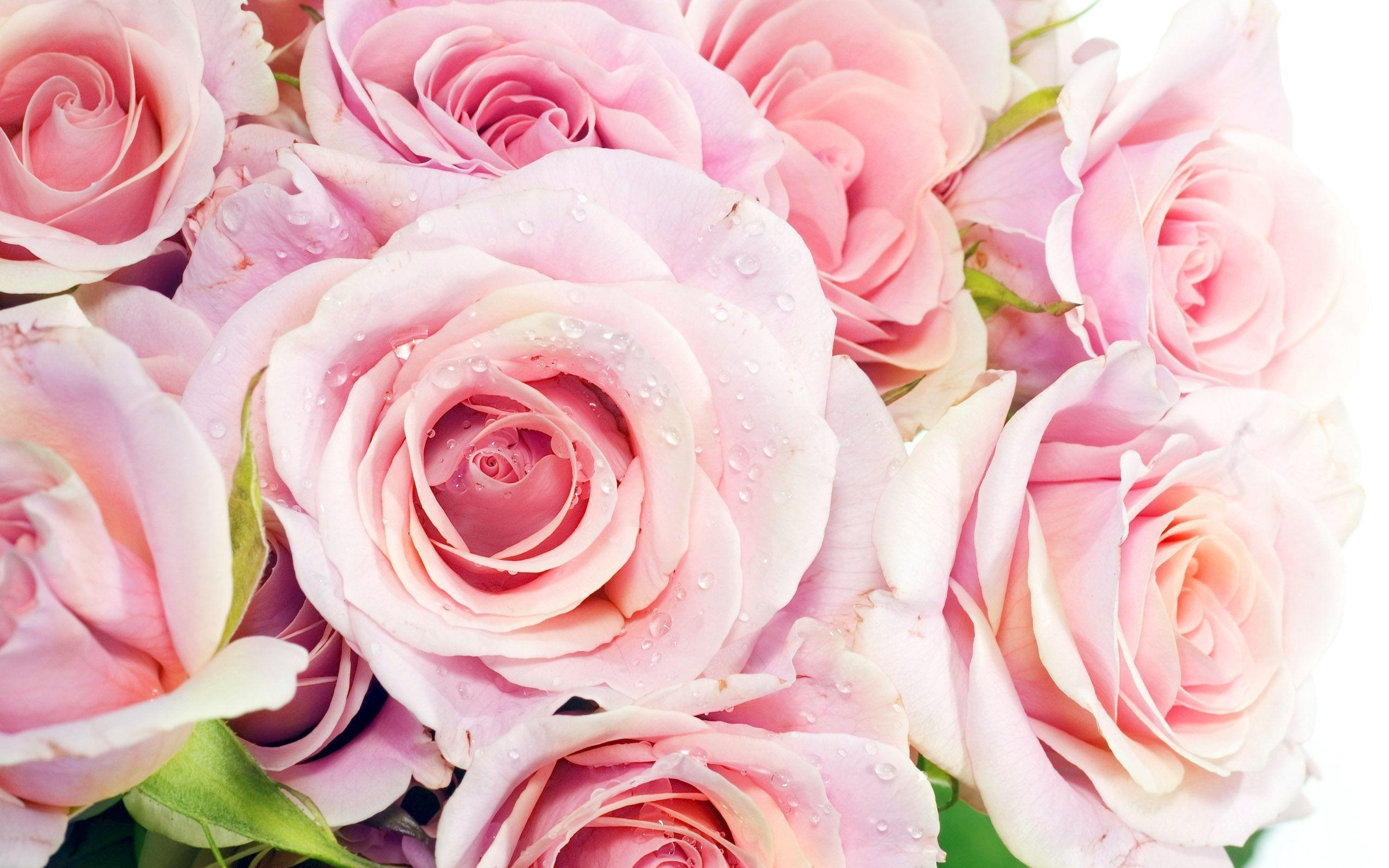 2560x1600 Pink Roses Wallpaper, Desktop