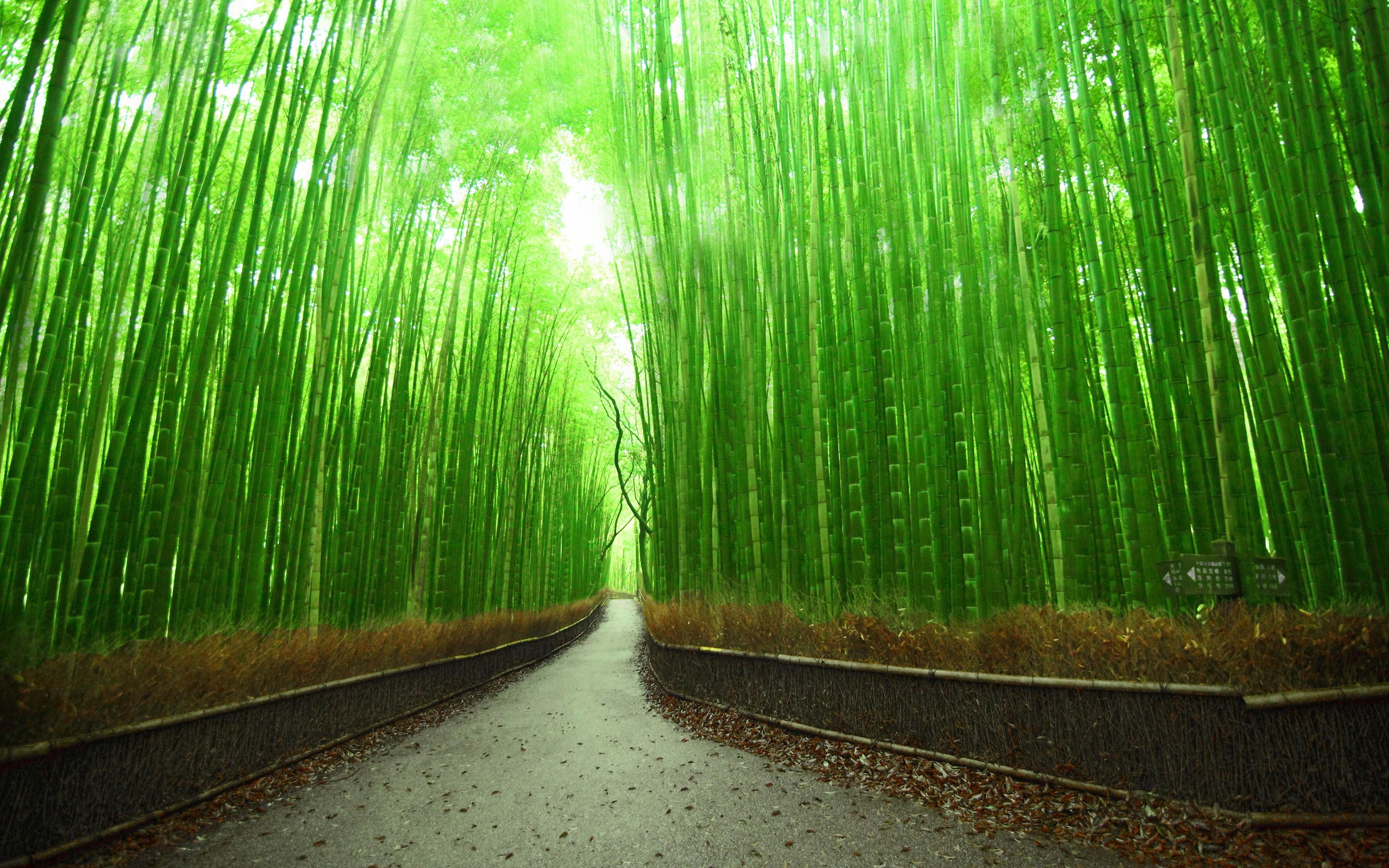 3840x2400 Bamboo Forest HD Wallpaper, Desktop