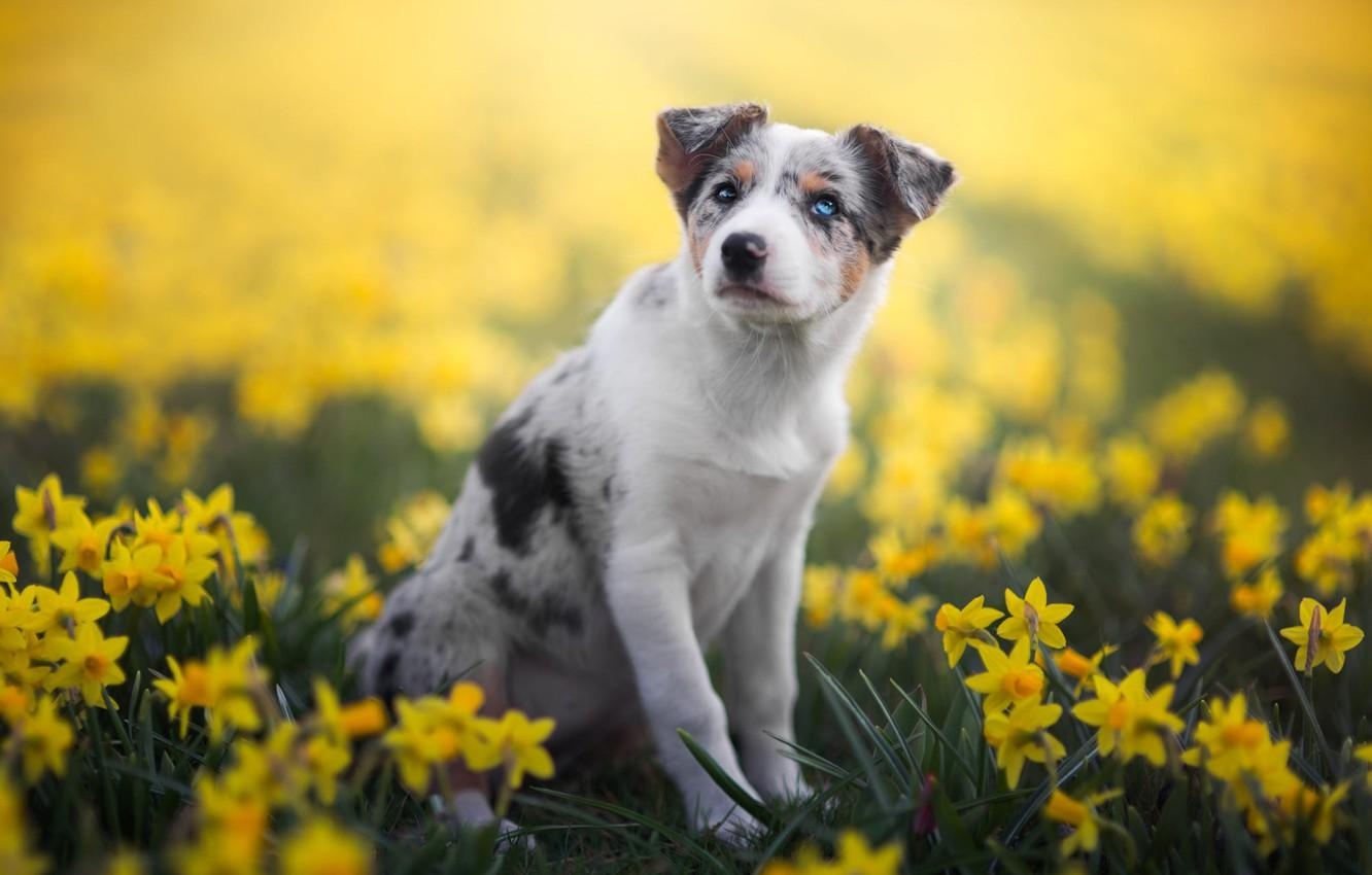 1340x850 Wallpaper white, look, flowers, nature, pose, background, glade, dog, spring, paws, yellow, garden, puppy, sitting, flowerbed, daffodils image for desktop, section собаки, Desktop