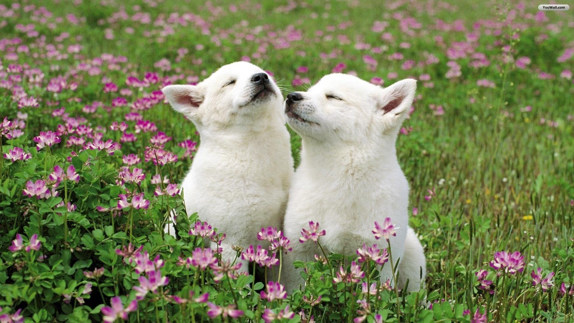 1920x1080 White Dogs Wallpaper, wallpaper, free., Desktop