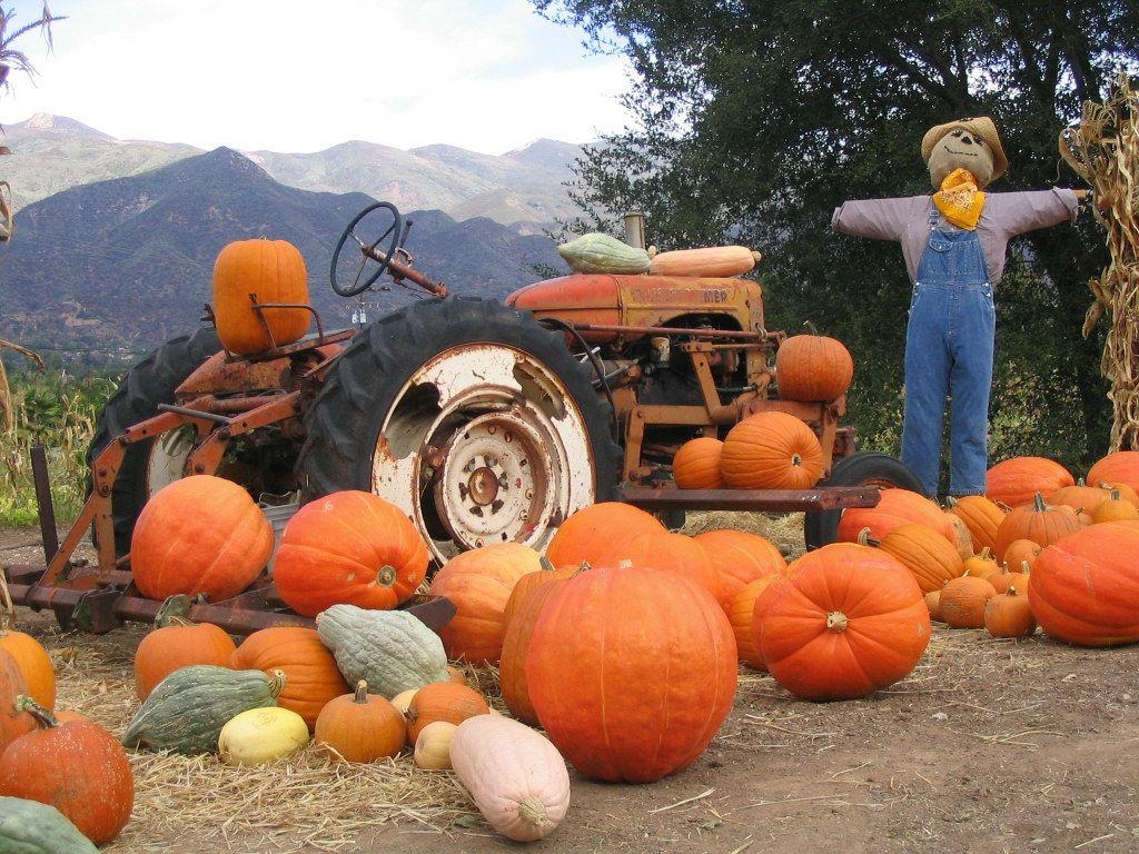 1030x770 Best HD Pumpkin Patch Wallpaper, Desktop