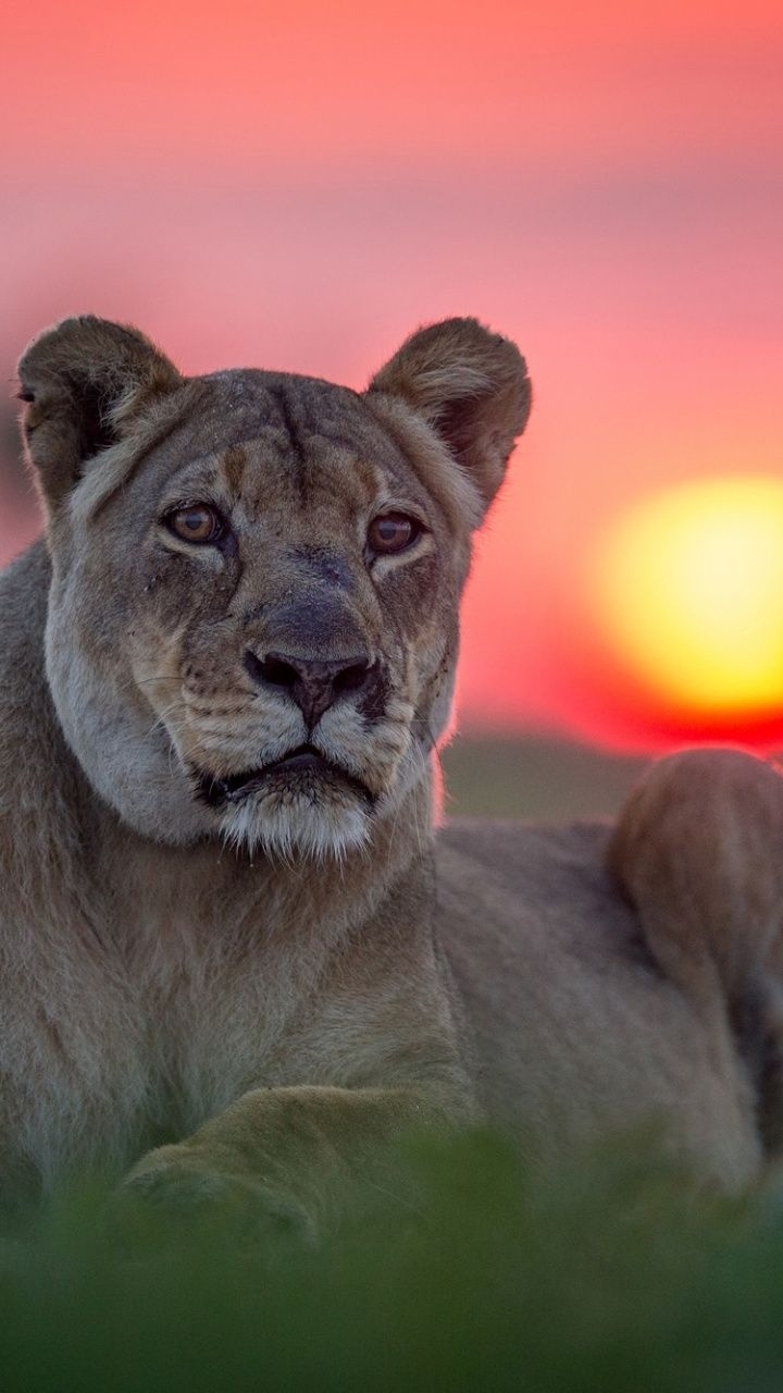 720x1280 wallpaper Sunset, lioness, animal, predator. Animals, Animals beautiful, Elephant picture, Phone