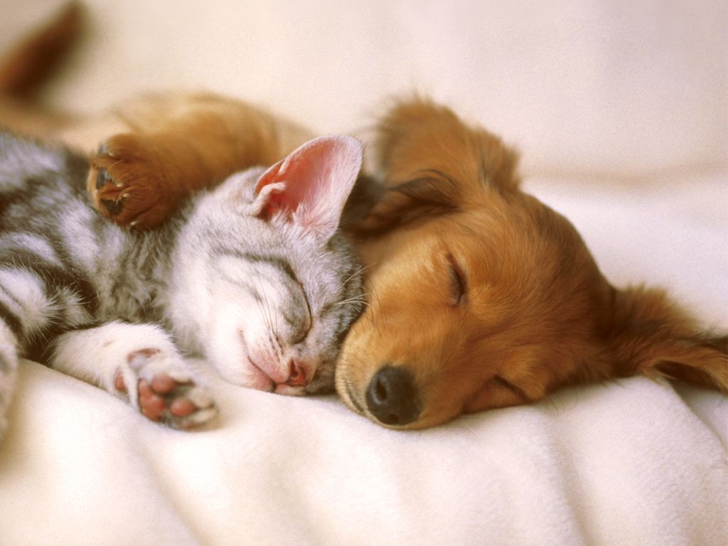 1030x770 Cute Pets Care Of Animals, Download Wallpaper, Desktop