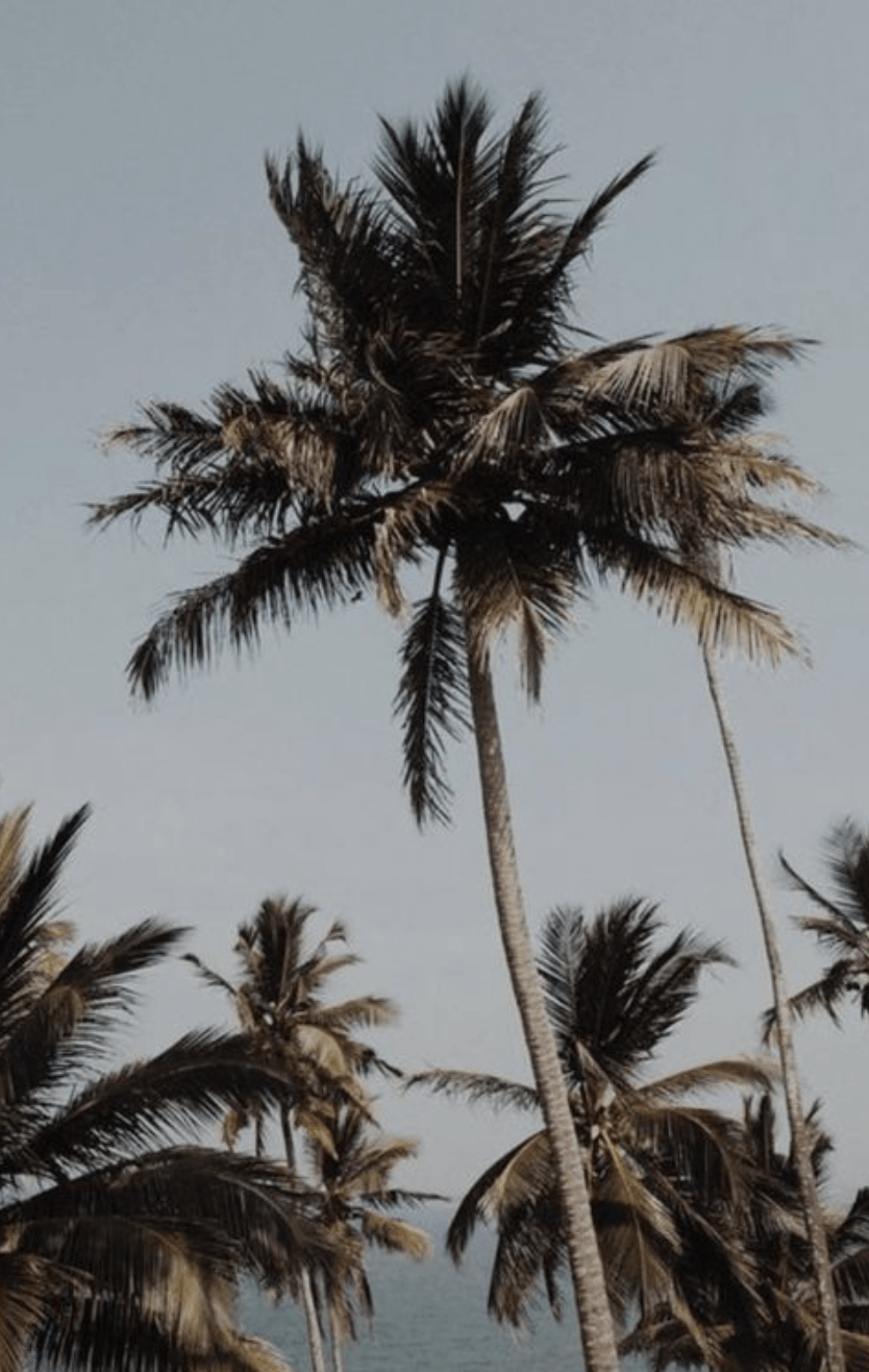 840x1320 Hawaii Aesthetic Palm Trees Wallpaper Free Hawaii Aesthetic Palm Trees Background, Phone