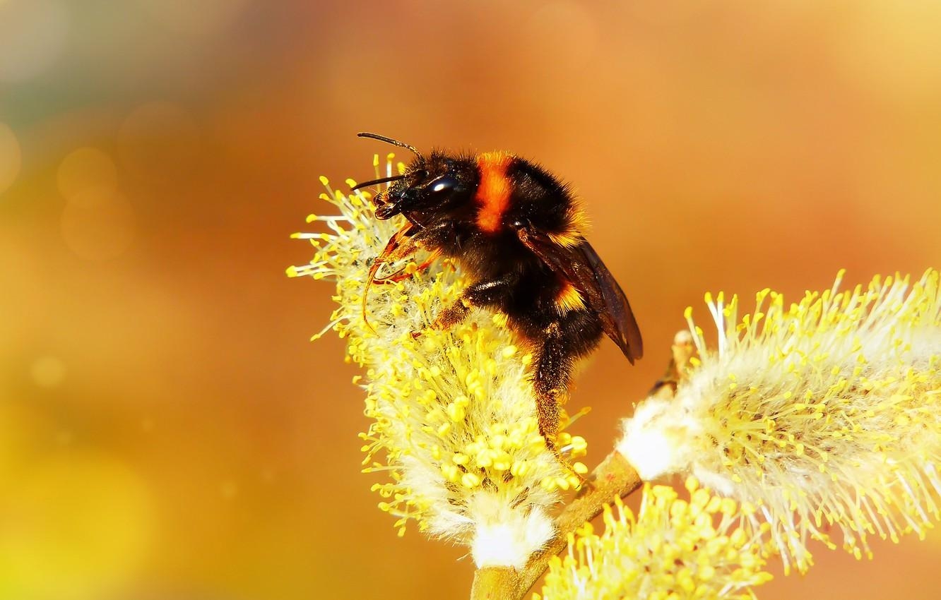 1340x850 Wallpaper macro, orange, bee, background, branch, spring, Desktop