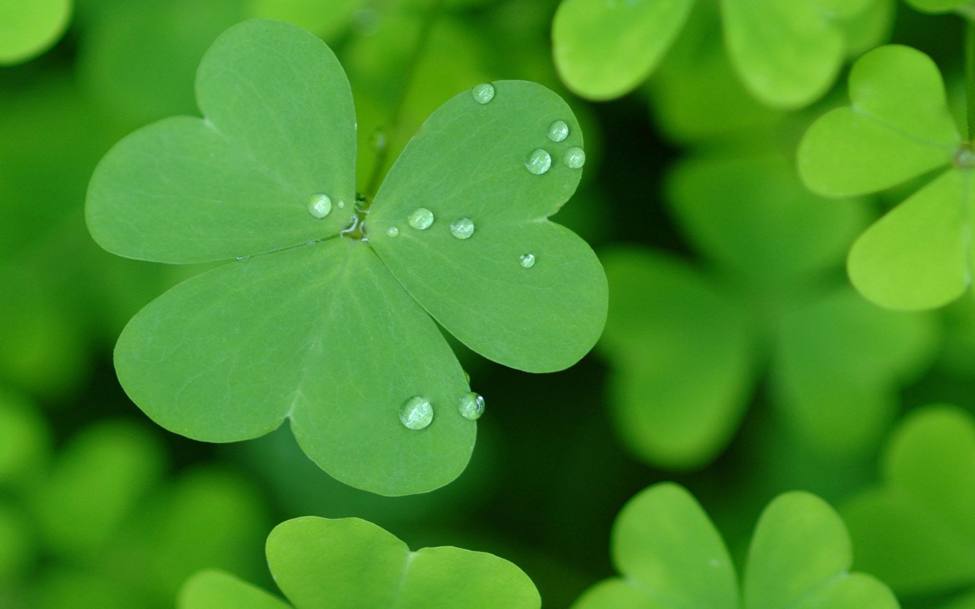 1920x1200 Free download Image St Patricks Day St Patricks Day Background For Desktop [] for your Desktop, Mobile & Tablet. Explore Saint Patricks Day Background. Cute St Patrick's Day Wallpaper, Desktop