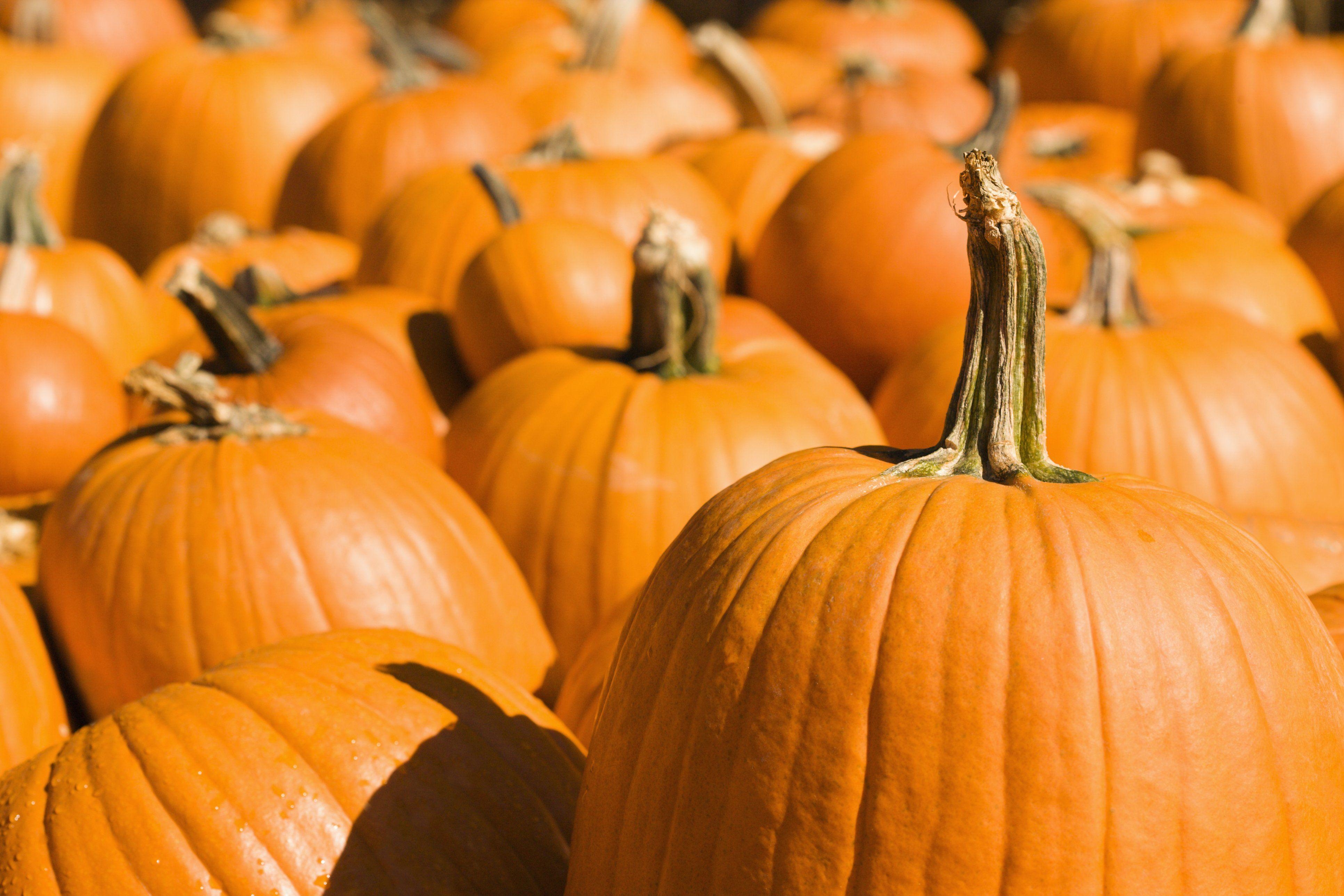 3870x2580 Pumpkin patch halloween autumn wallpaperx2579, Desktop