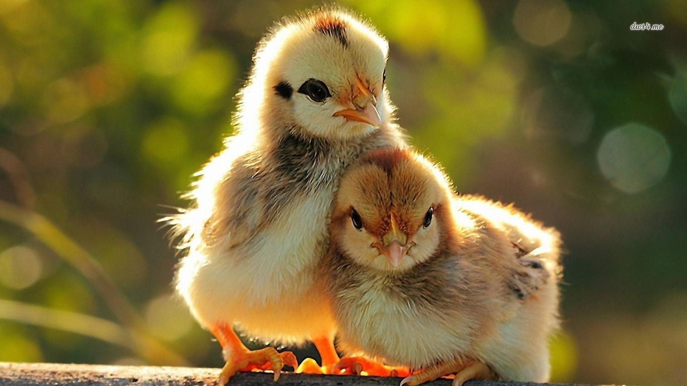 1370x770 Chicks wallpaper wallpaper, Desktop