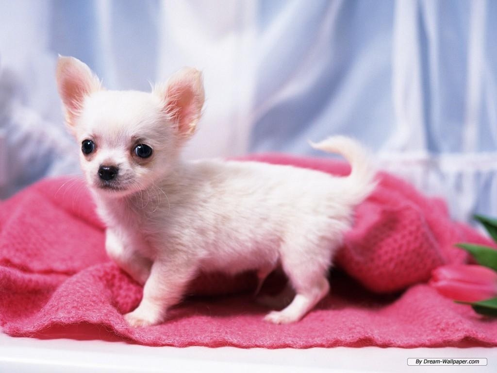 1030x770 Chihuahua Wallpaper #J4O19C5 ( px), Desktop