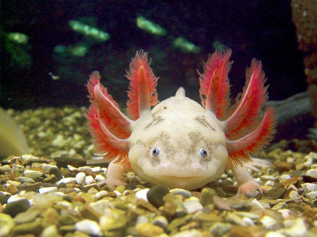 1080x810 Axolotl Wallpaper Full HD Free Download, Desktop