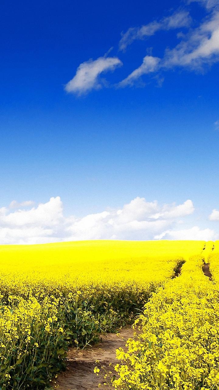 720x1280 Nature Wonder Canola Field mobile phone Wallpaper HD, Phone