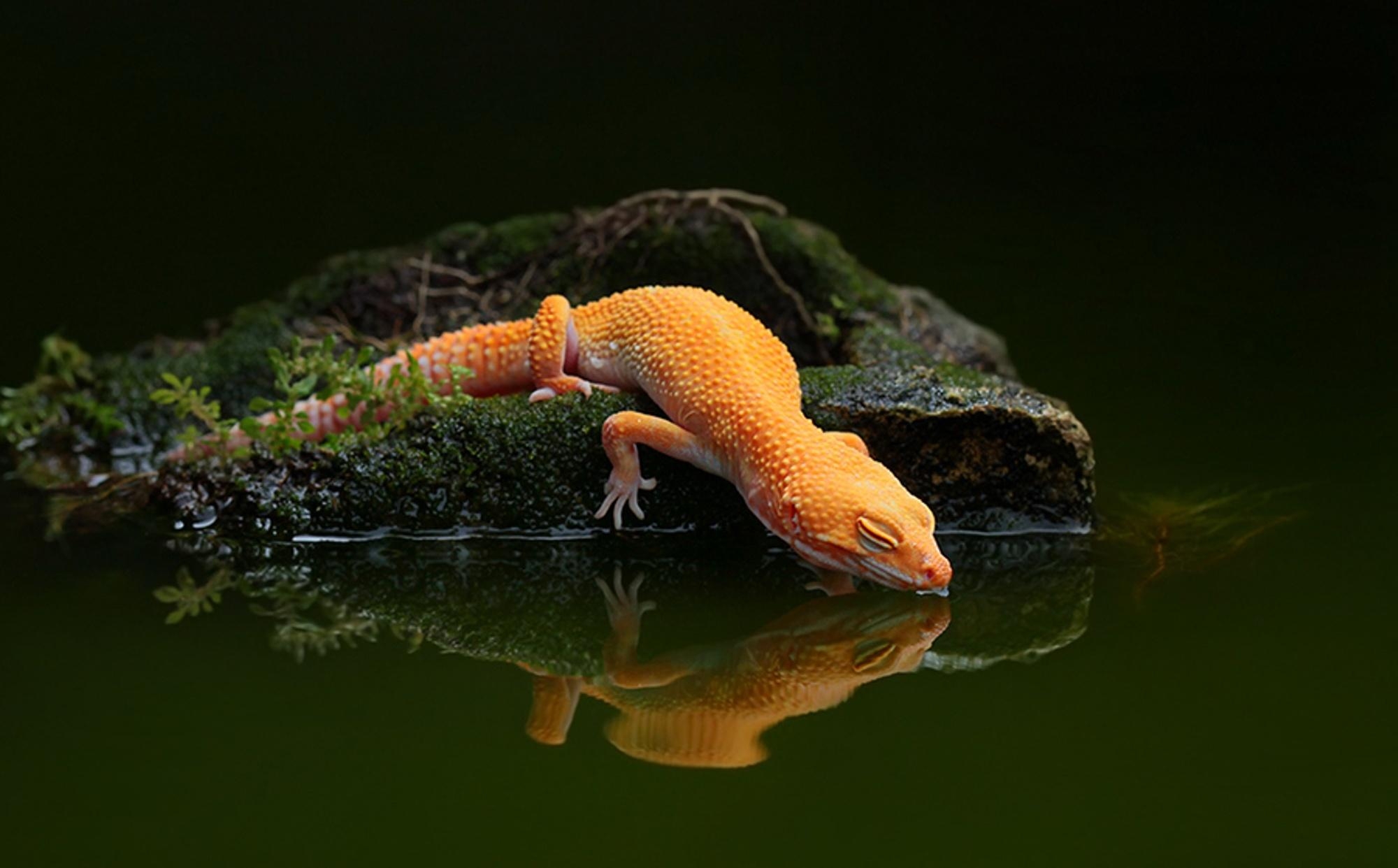 2000x1250 lizard, Water, Reflection, Water, Gecko Wallpaper HD / Desktop, Desktop