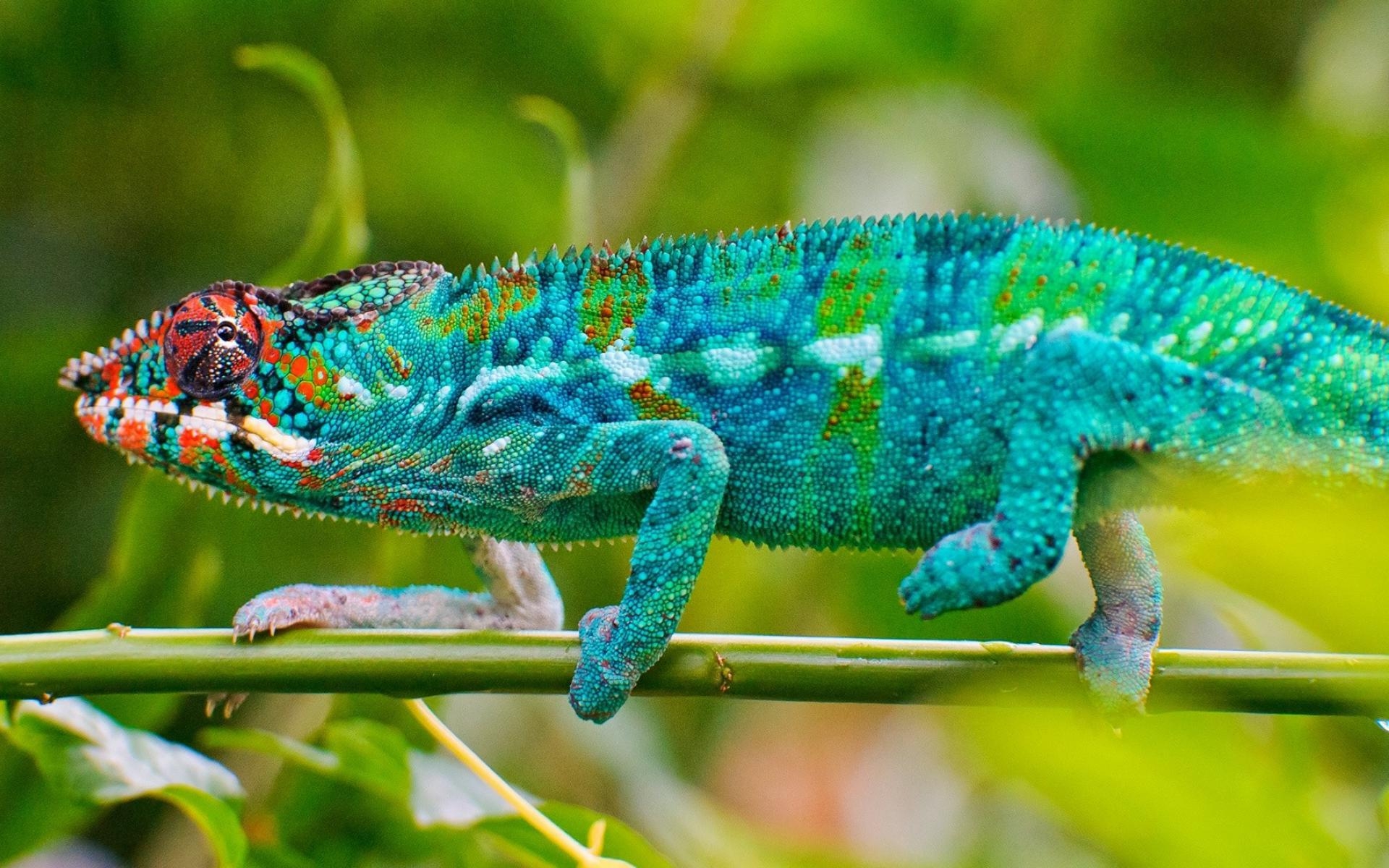 1920x1200 Blue Chameleon Lizard Desktop HD Wallpaper For Mobile Phones, Desktop