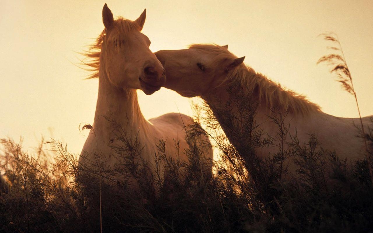 1280x800 Free Desktop Background And Wallpaper: Horses Wallpaper, Desktop