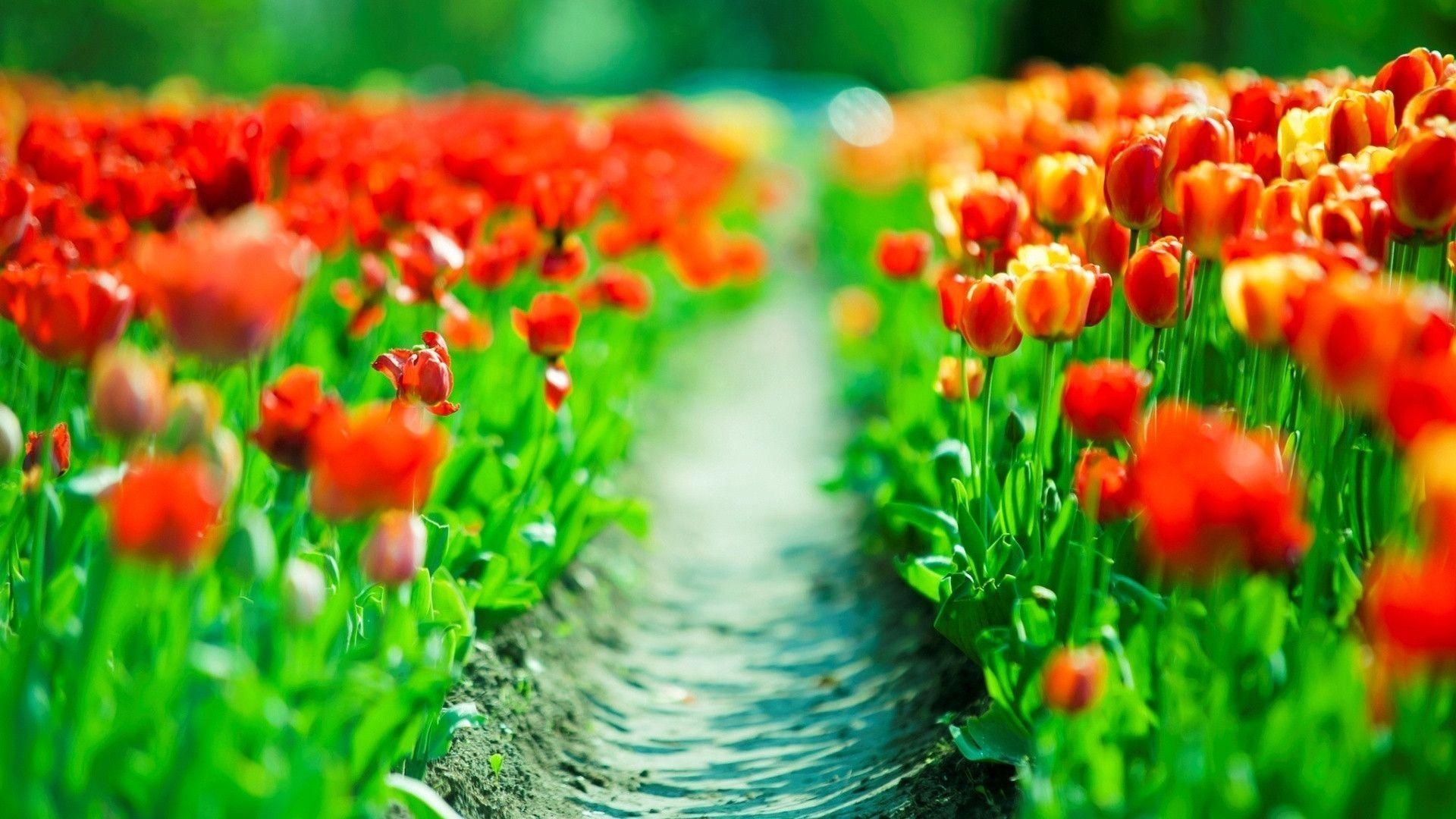 1920x1080 Red Tulips Wallpaper, Desktop